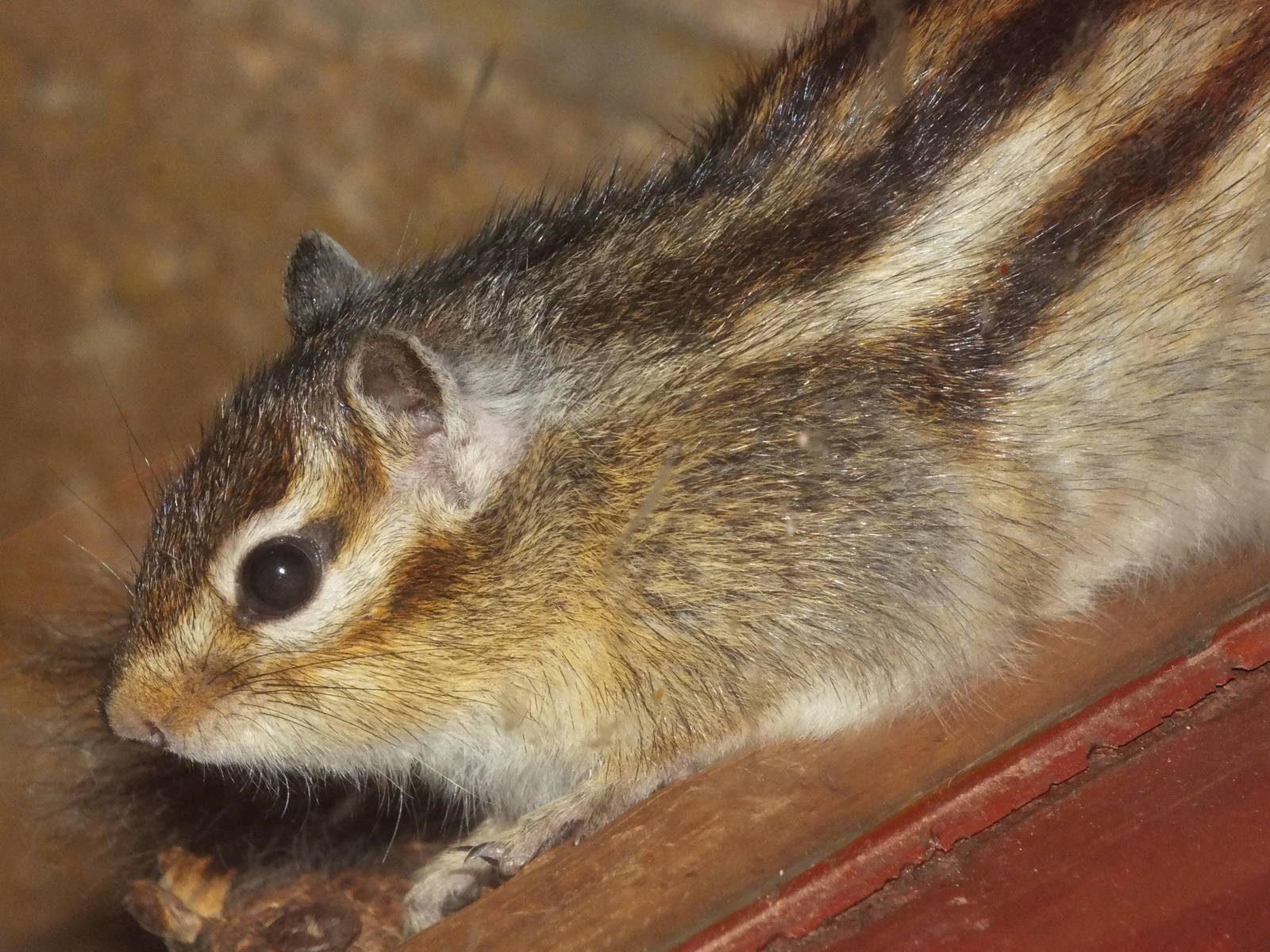 Siberian Chipmunk (Eutamias sibiricus) at South Lakes Wild Animal Park - Ja