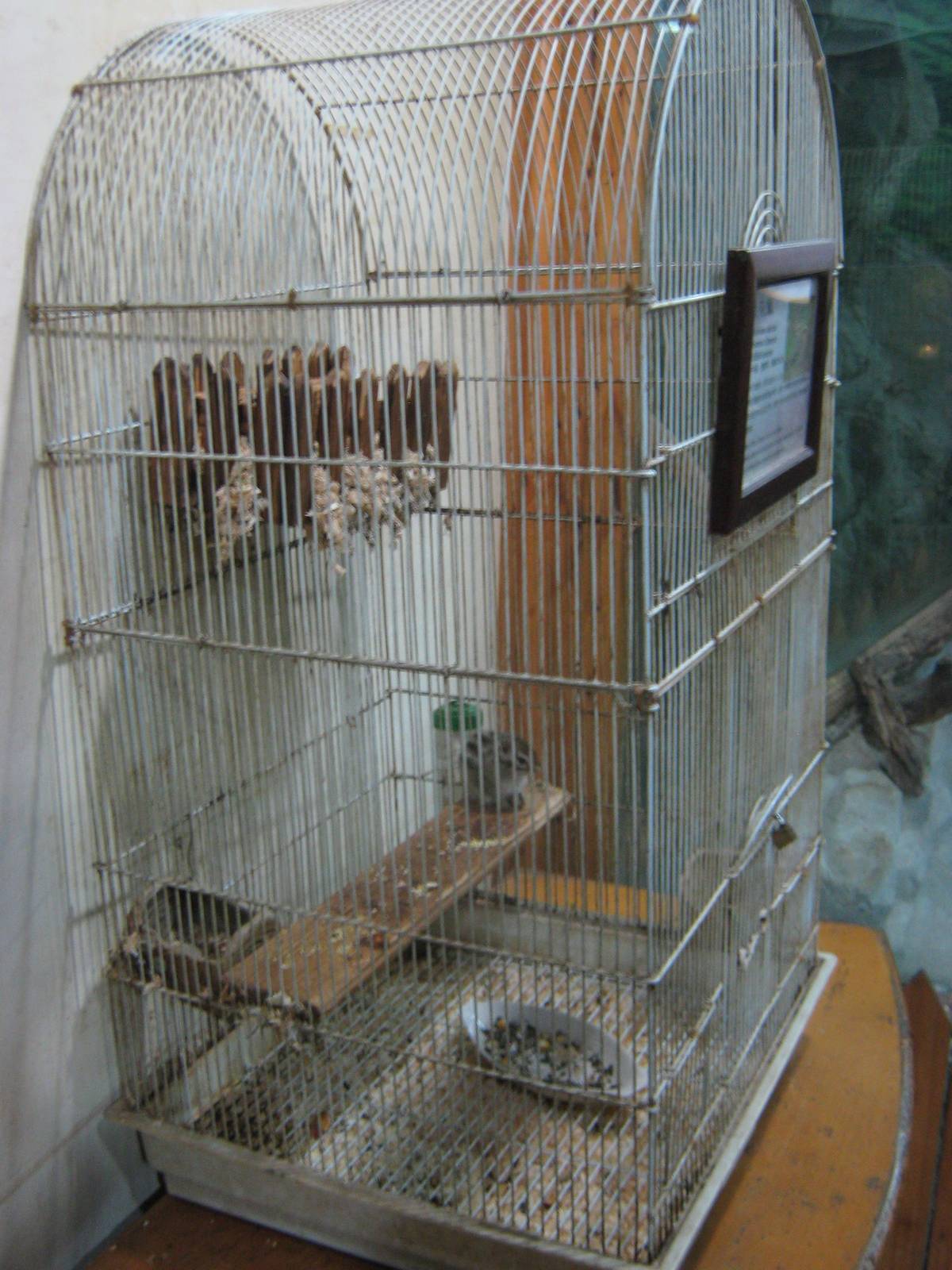 Siberian chipmunk (Eutamias sibiricus) in a bird cage