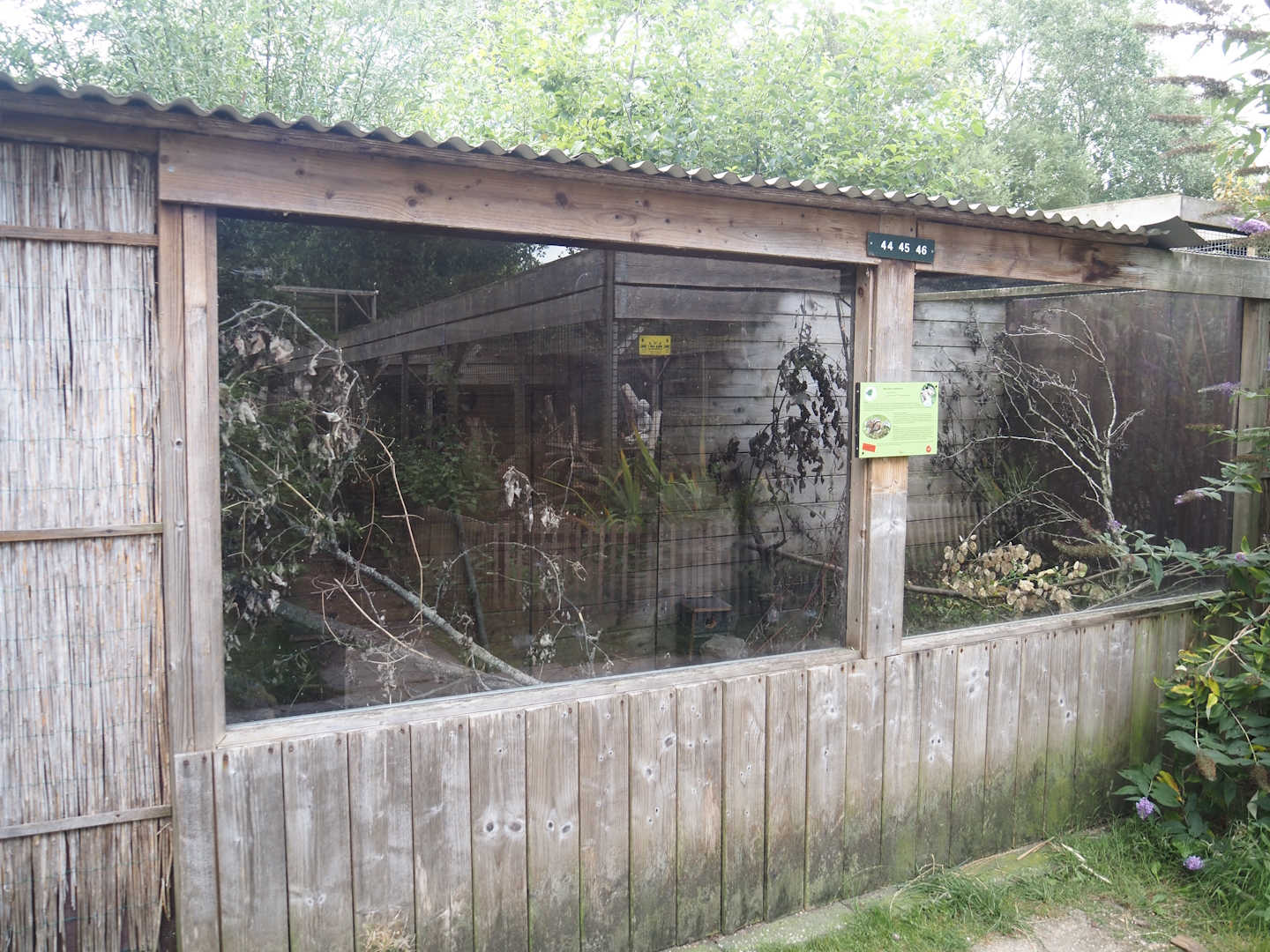 Siberian chipmunk exhibit, 2025-08-17