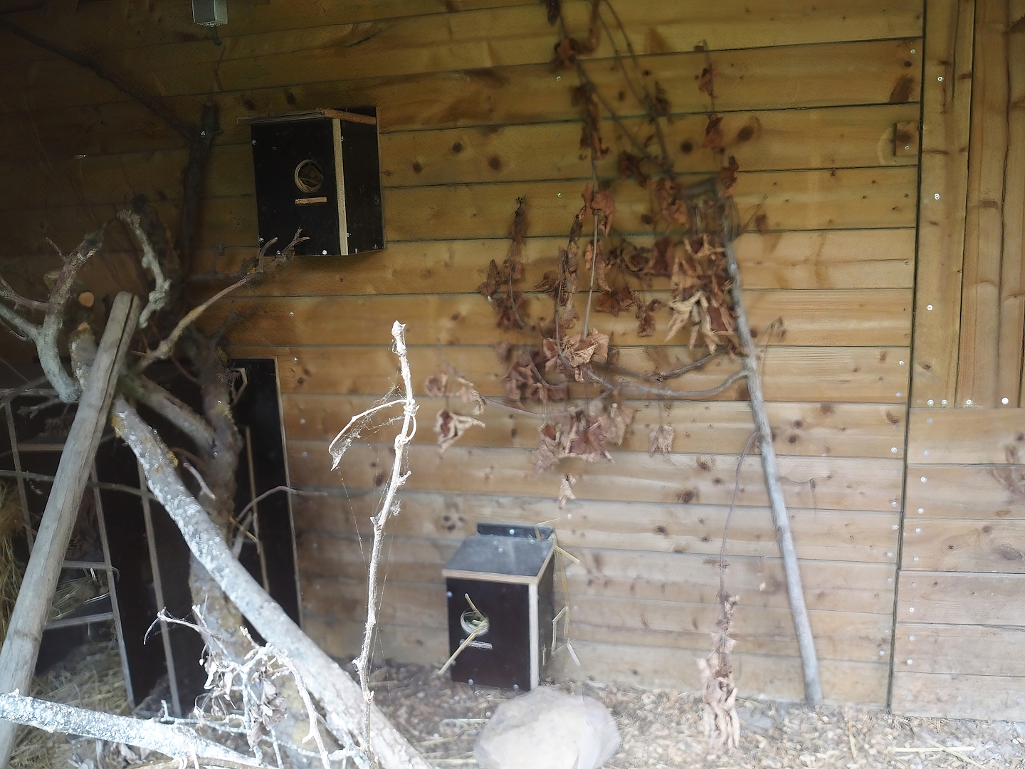 Siberian chipmunk exhibit, 2025-08-17