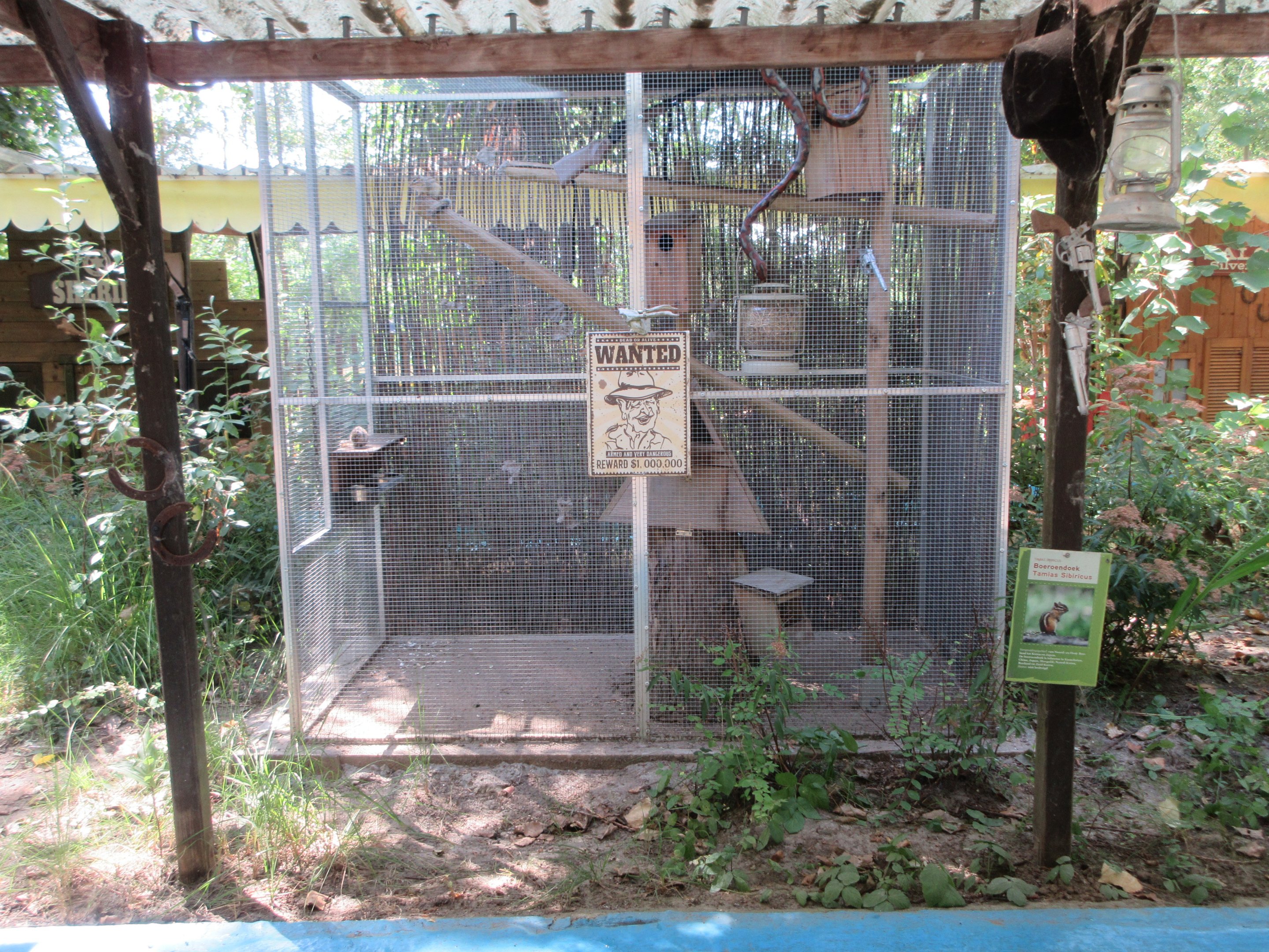 Siberian Chipmunk Exhibit