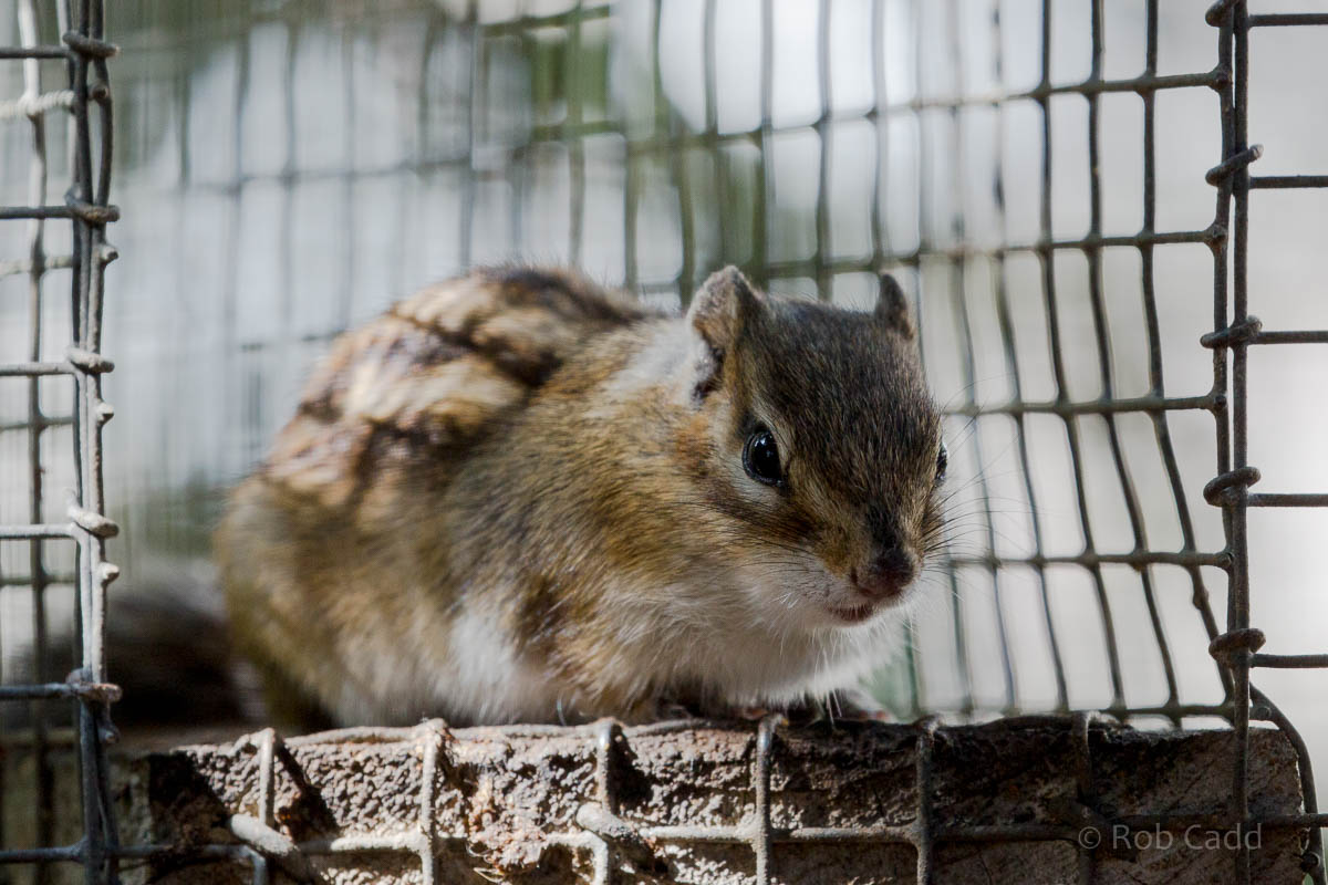 Siberian chipmunk : Hamerton : 09 Aug 2015