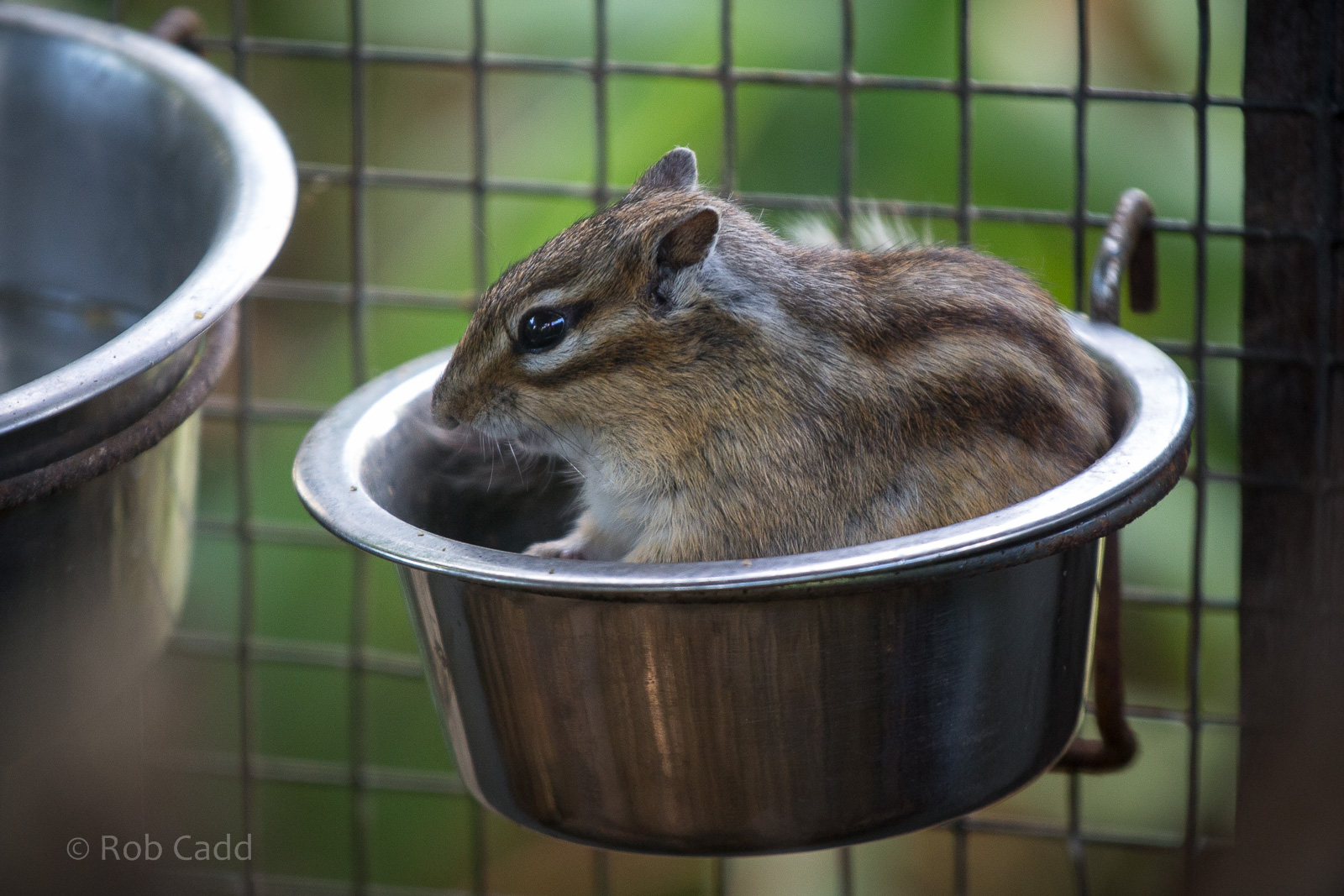 Siberian chipmunk : Hamerton : 31 Aug 2014
