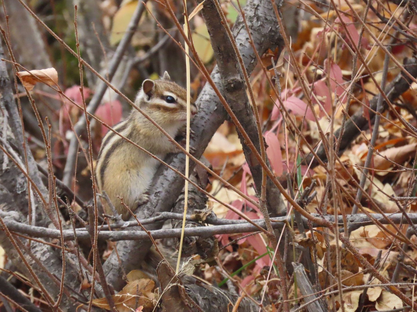 siberian chipmunk outside of ulan bator
