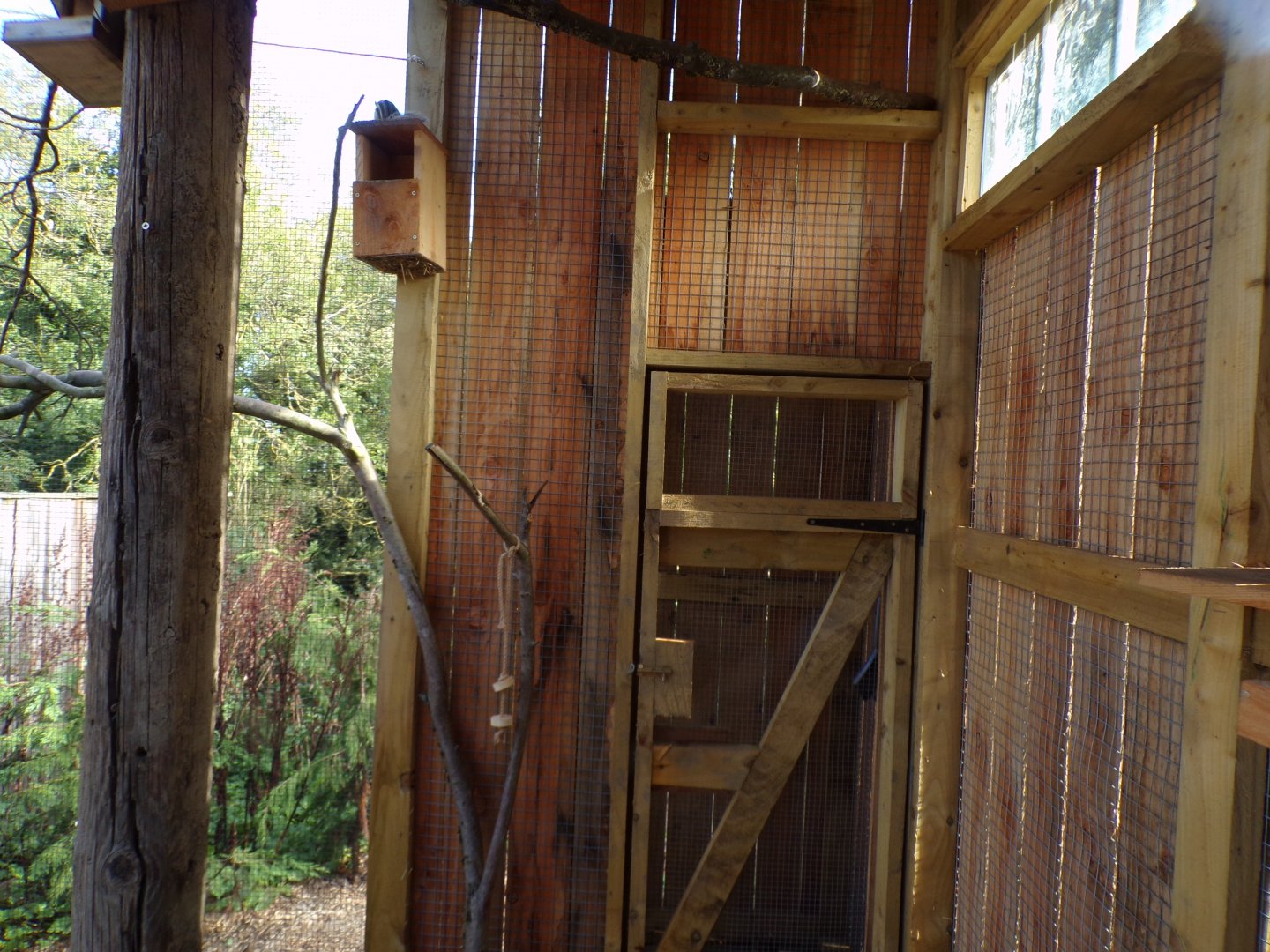 Siberian chipmunk sheltered area of enclosure 14.10.23