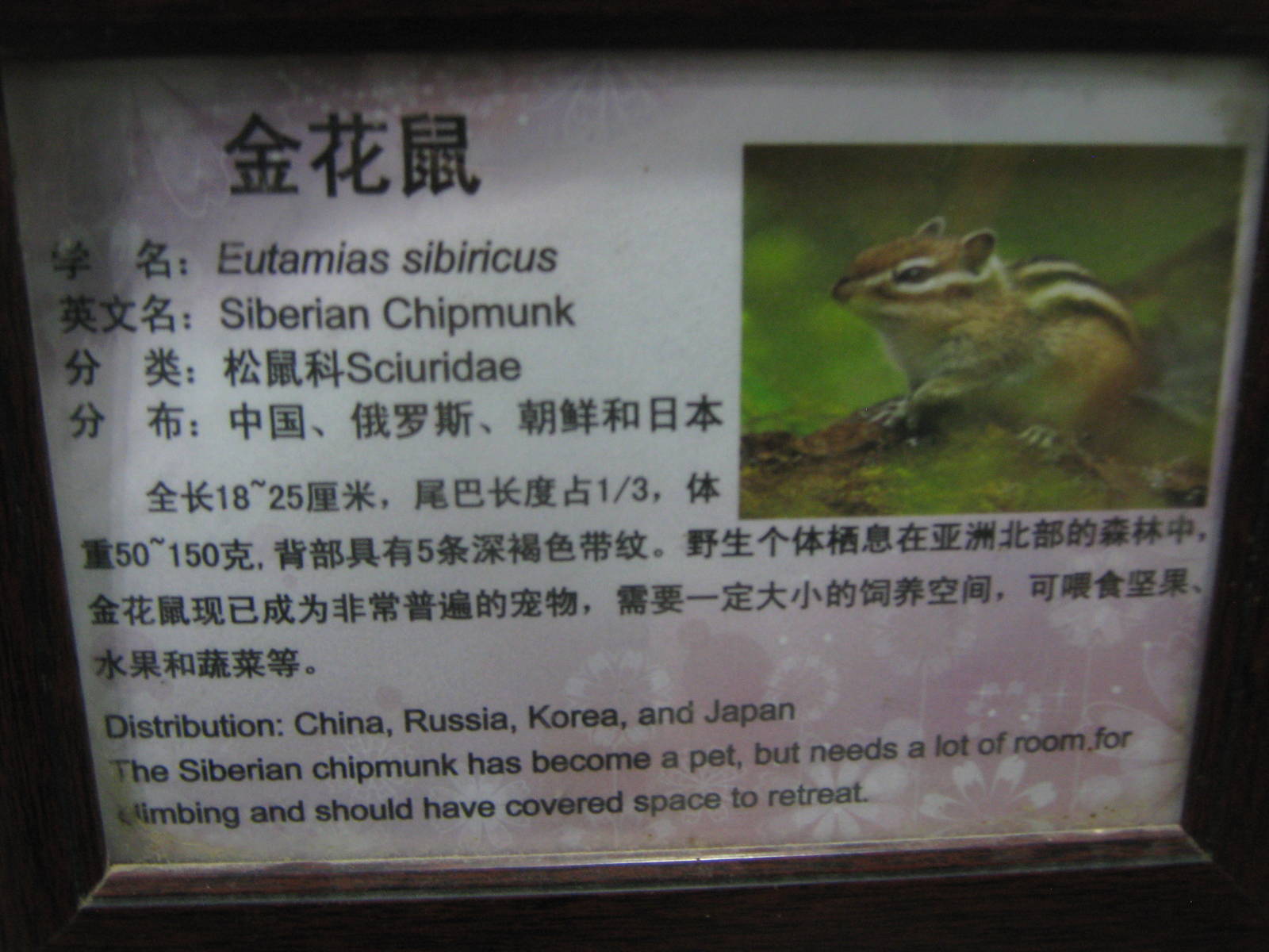 Siberian chipmunk sign