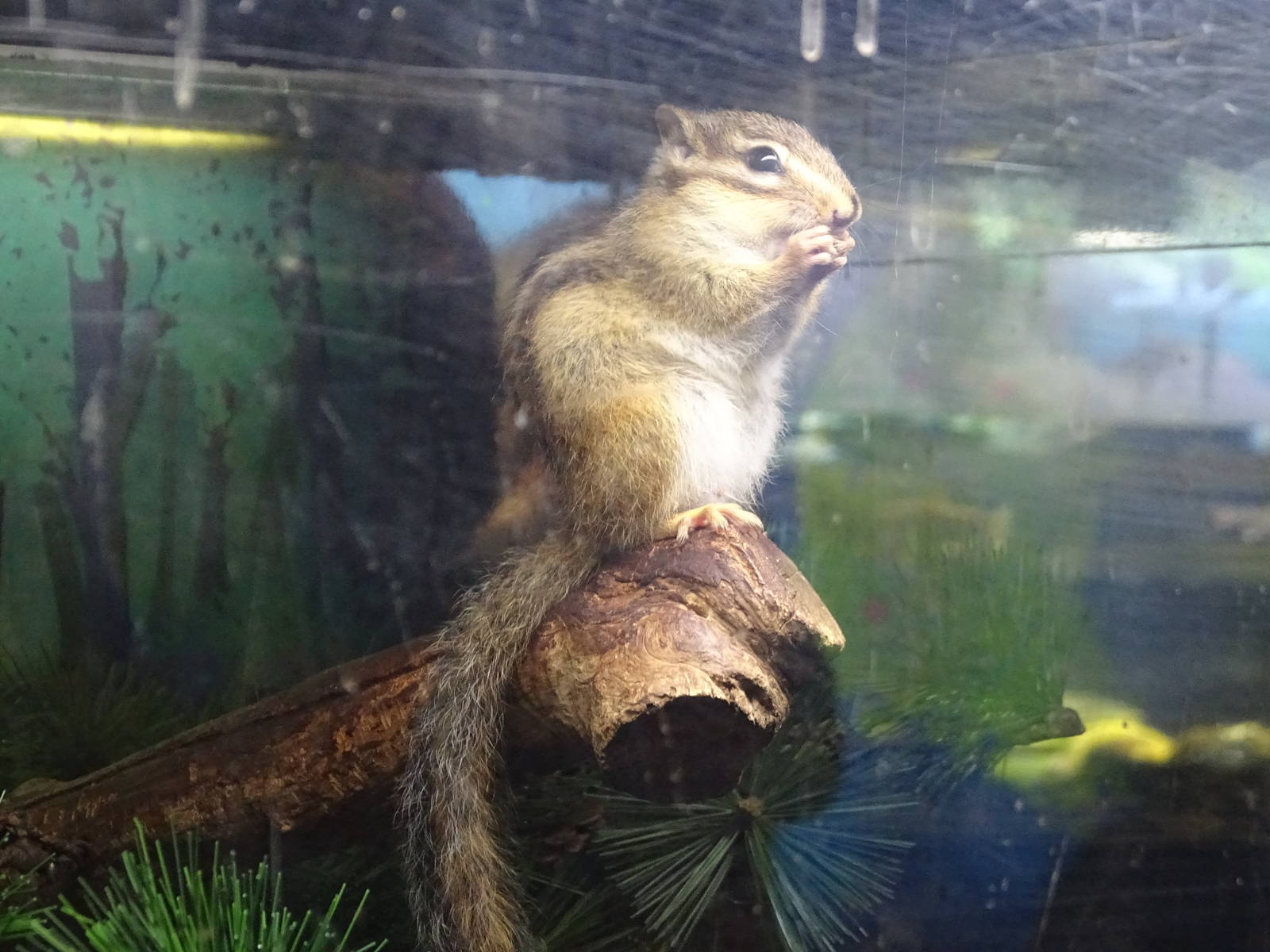 Siberian Chipmunk