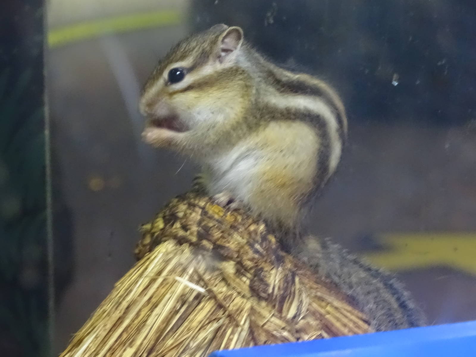 Siberian chipmunk