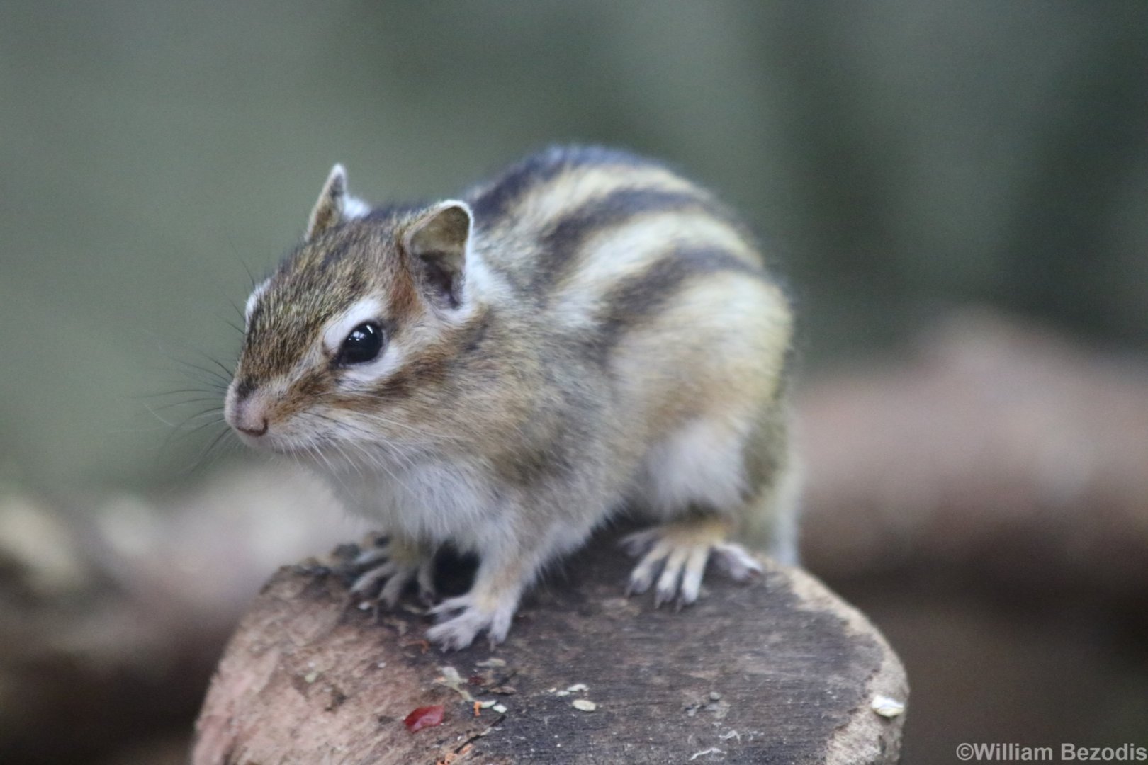 Siberian Chipmunk