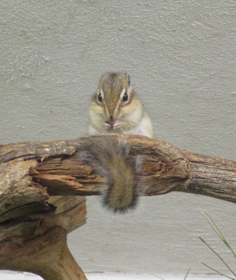 Siberian Chipmunk