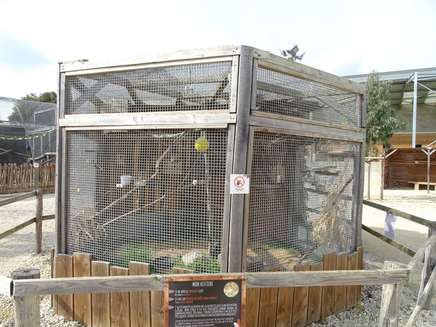 Siberian chipmunks, Java sparrows and serinus canaria x carduelis carduelis aviary