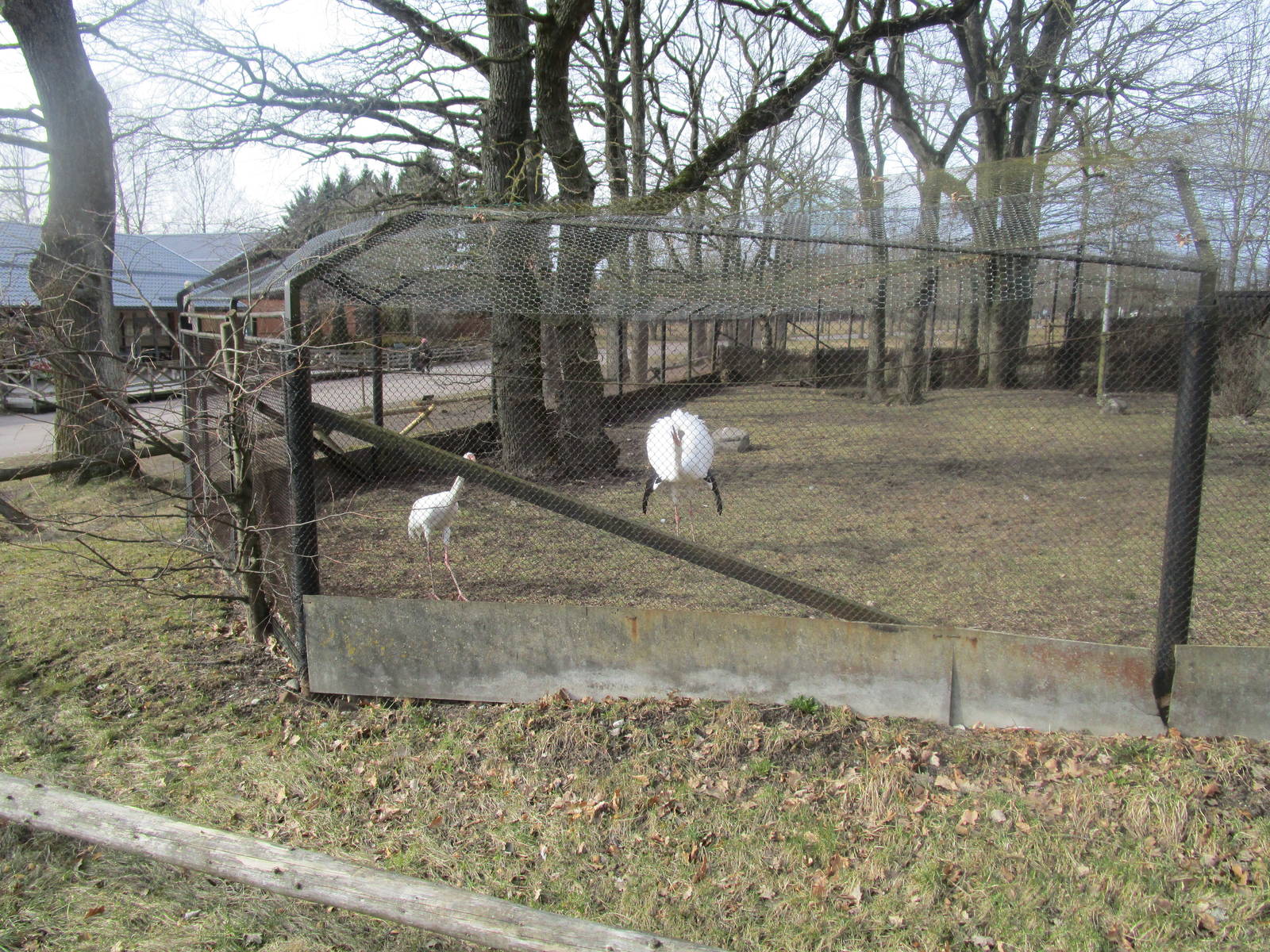 Siberian Crane - 25/03/15
