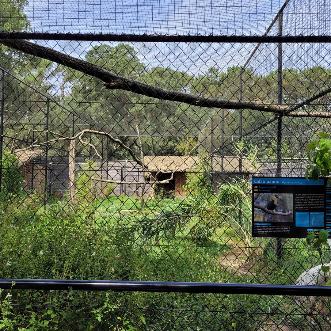 Siberian crane and Papuan hornbill exhibit -Zoo de Labenne (2023)