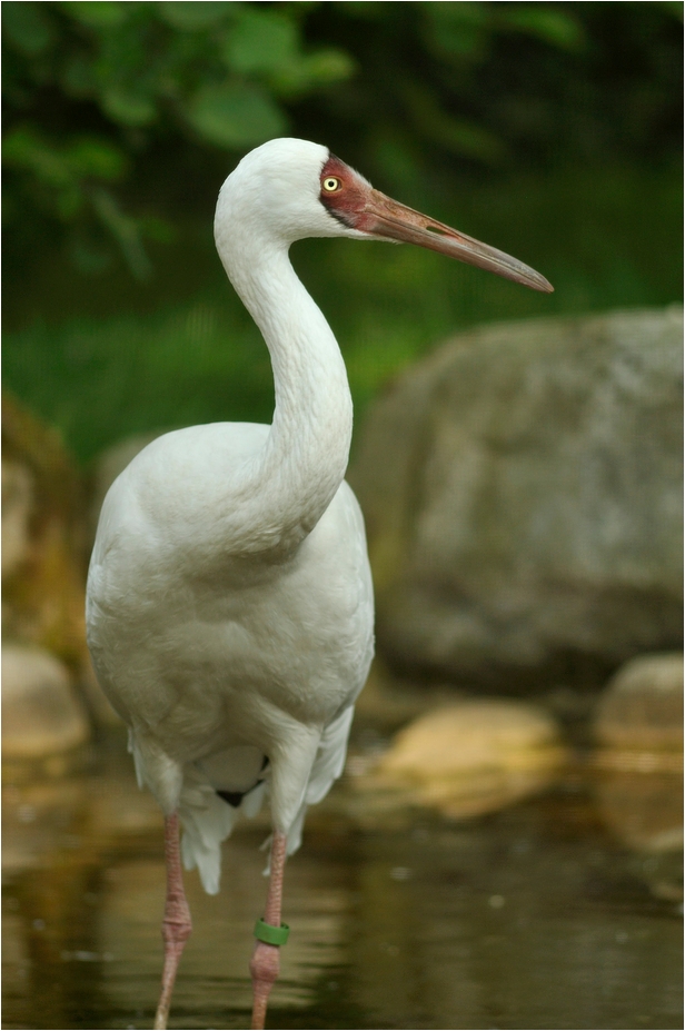 Siberian crane at Köln Zoo