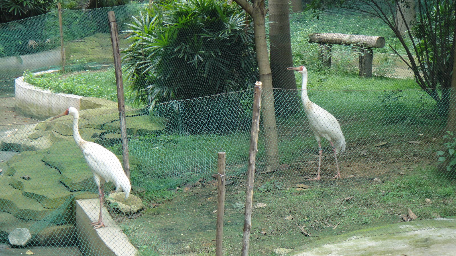 Siberian Crane at Nanning zoo 2013-4-27
