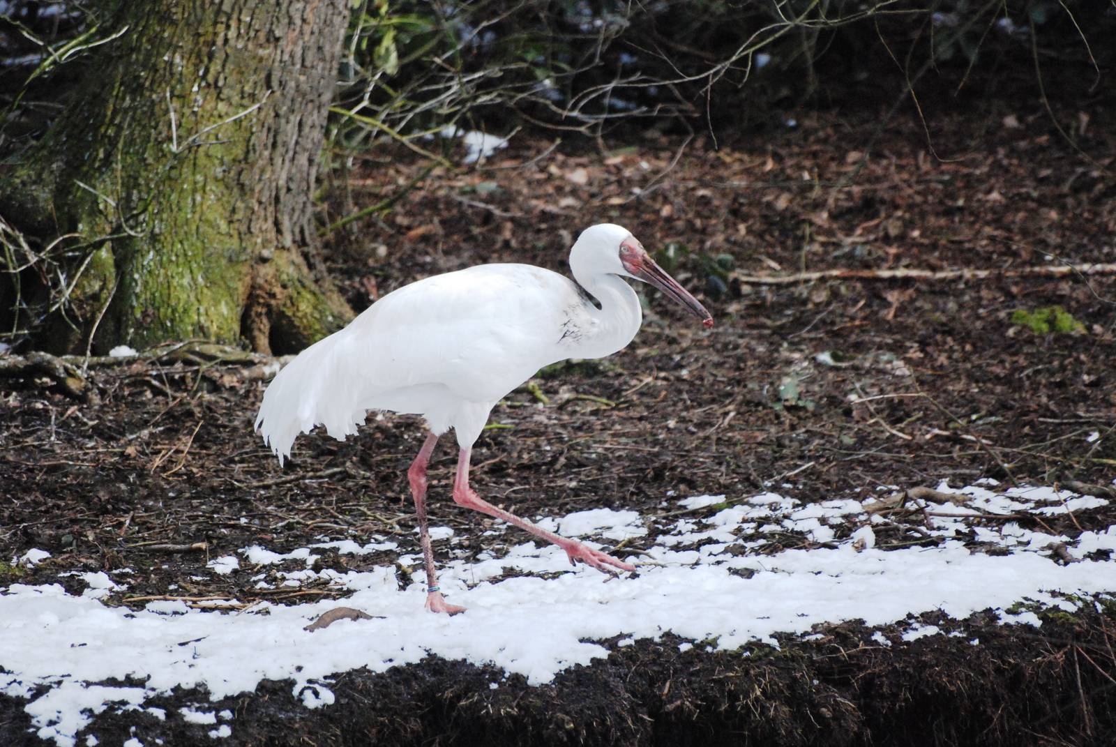 Siberian Crane at Walsrode, 22/03/13