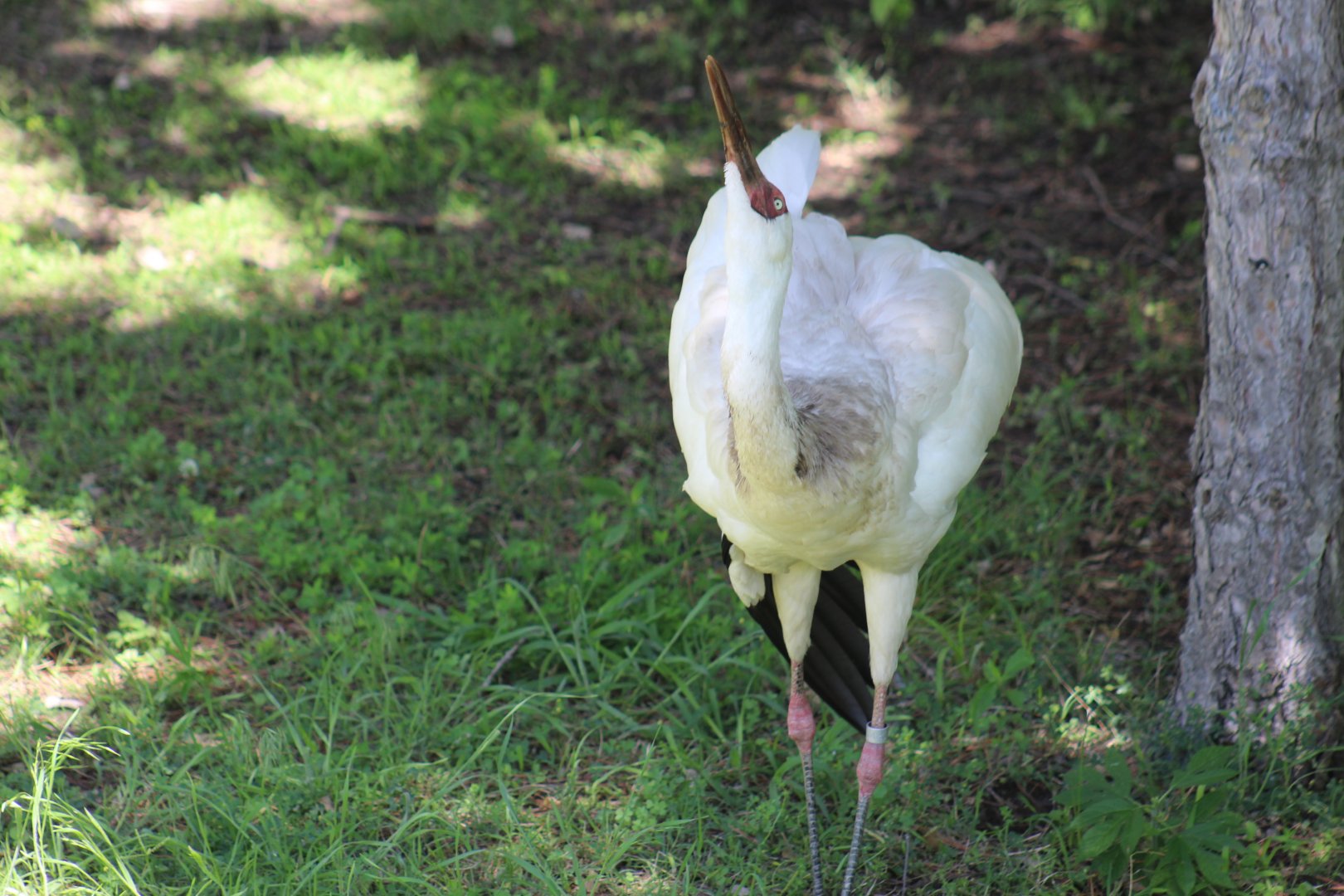 Siberian Crane Dancing