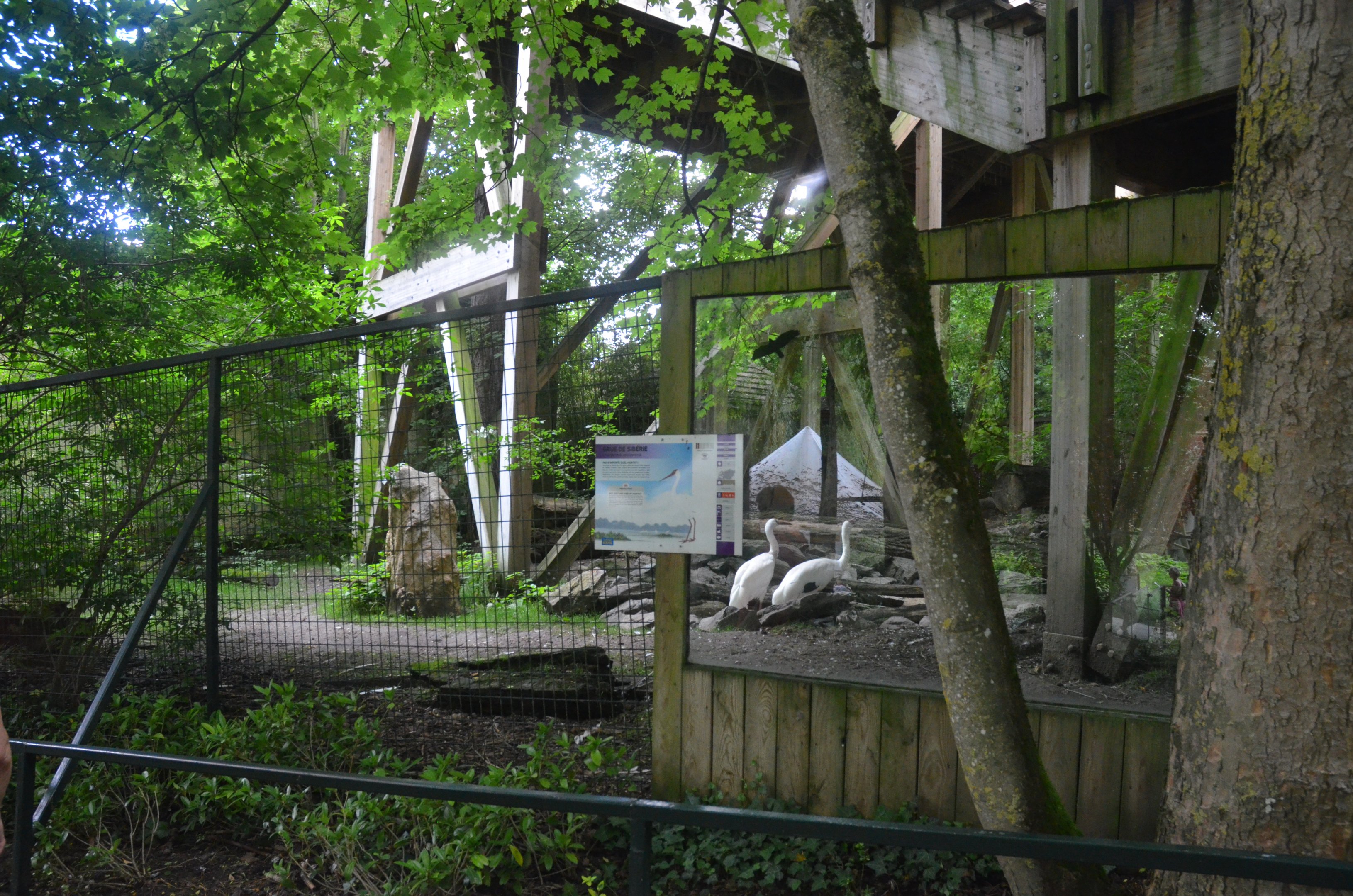 Siberian Crane Enclosure at Beauval, 12/06/18