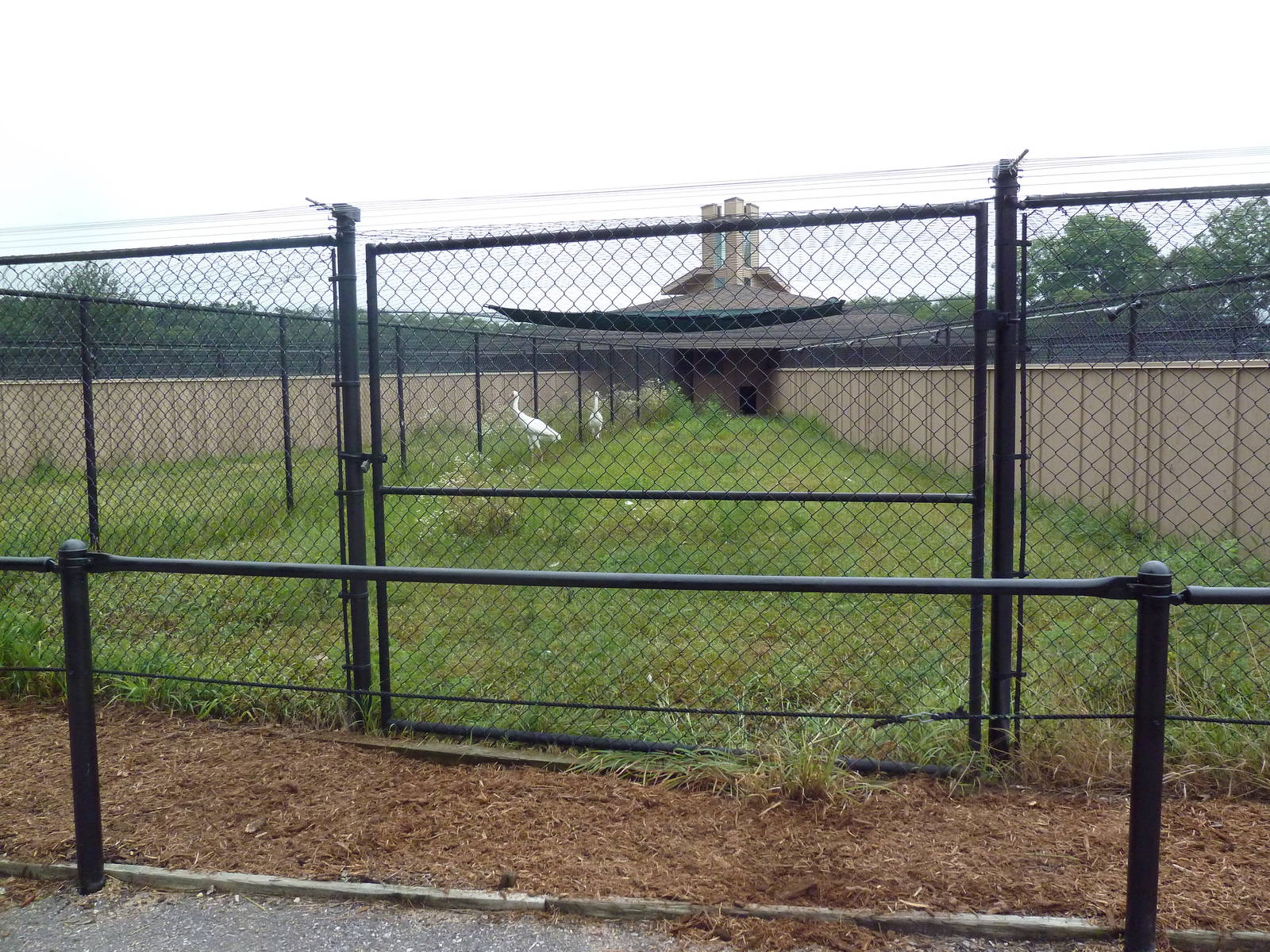 Siberian Crane Exhibit #1