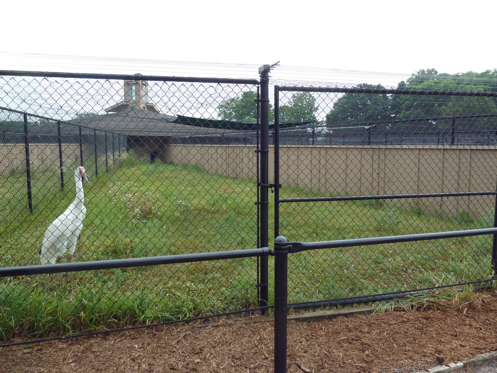 Siberian Crane Exhibit #1