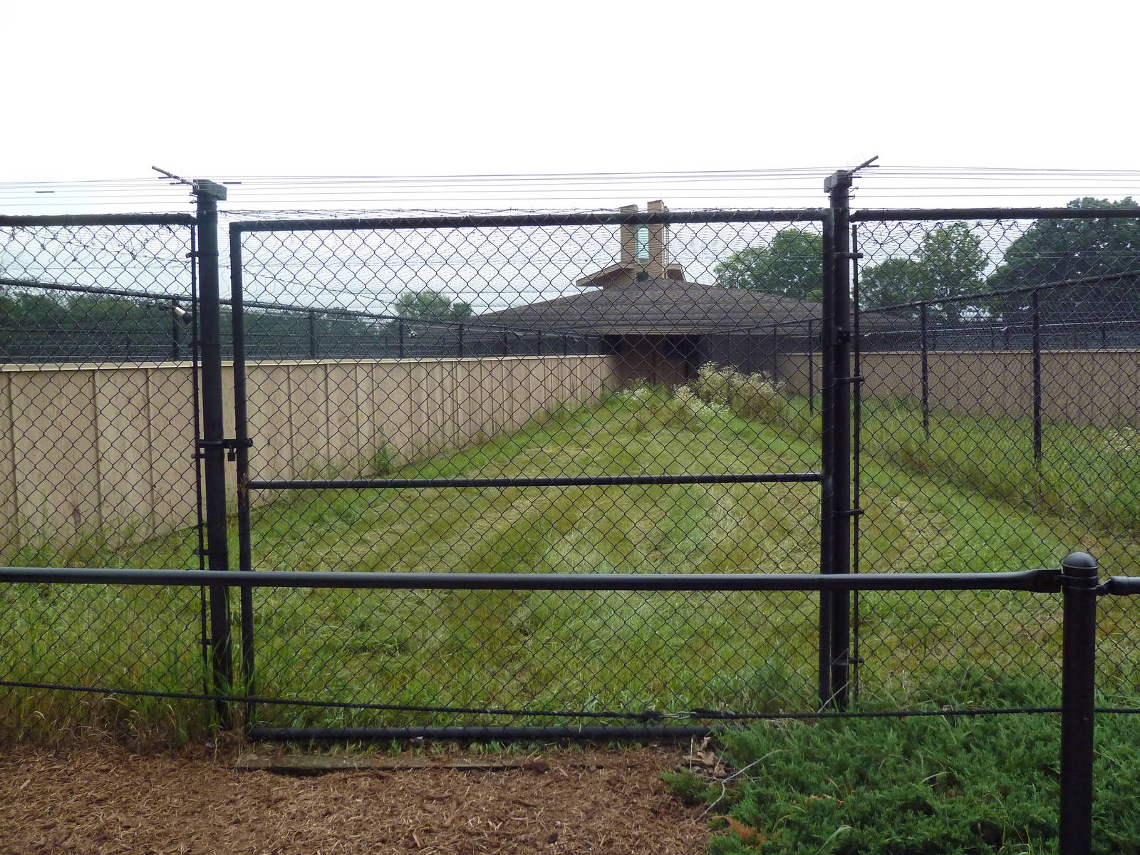 Siberian Crane Exhibit #2