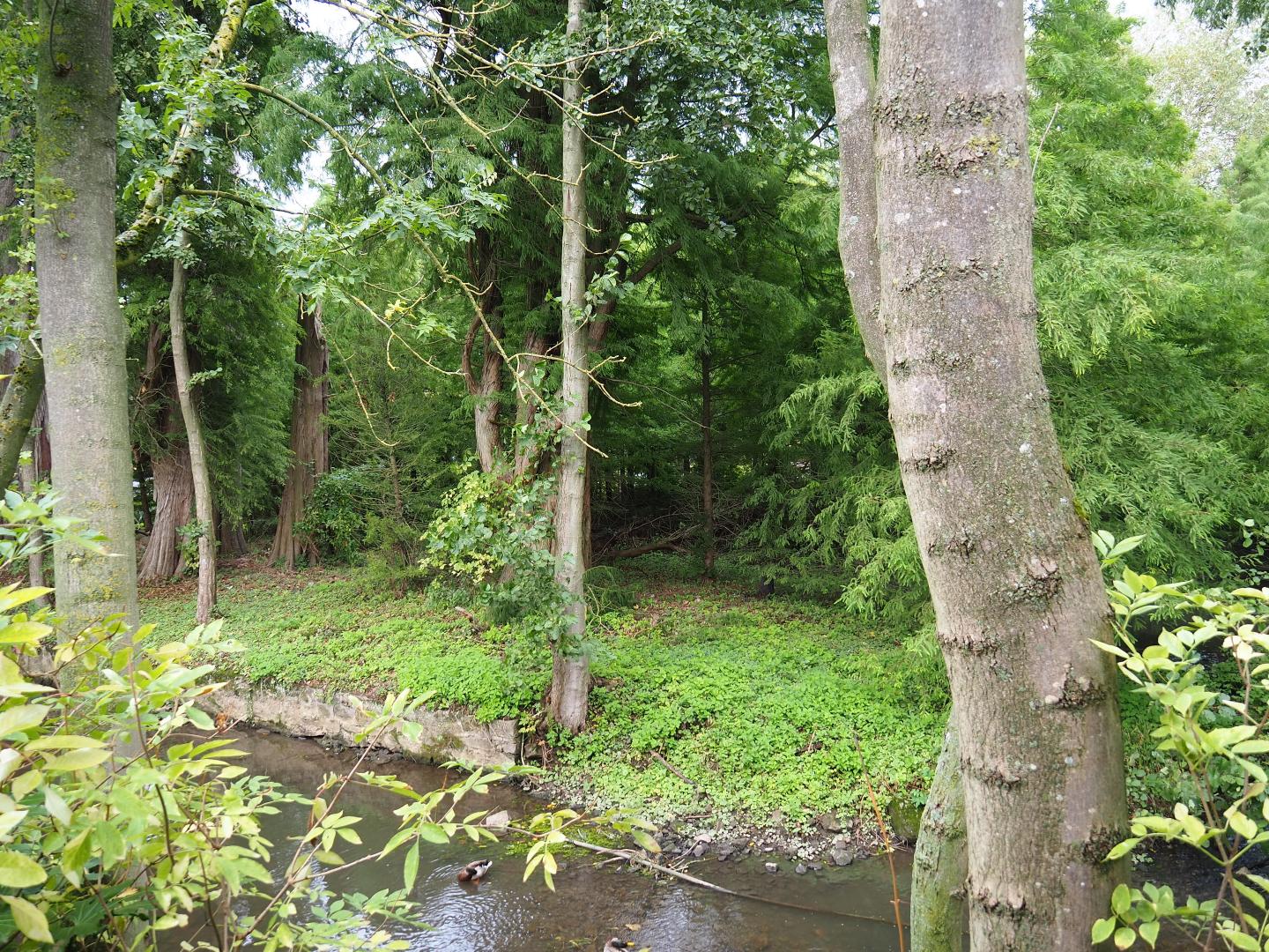 Siberian crane exhibit, 2019-10-04
