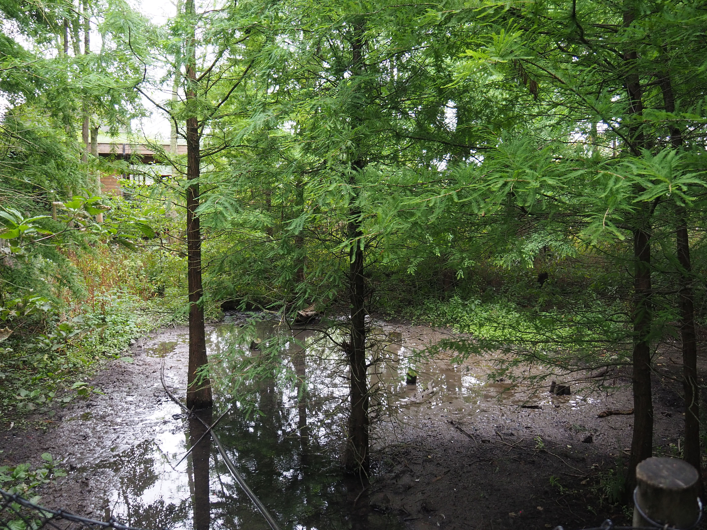 Siberian crane exhibit, 2020-09-03