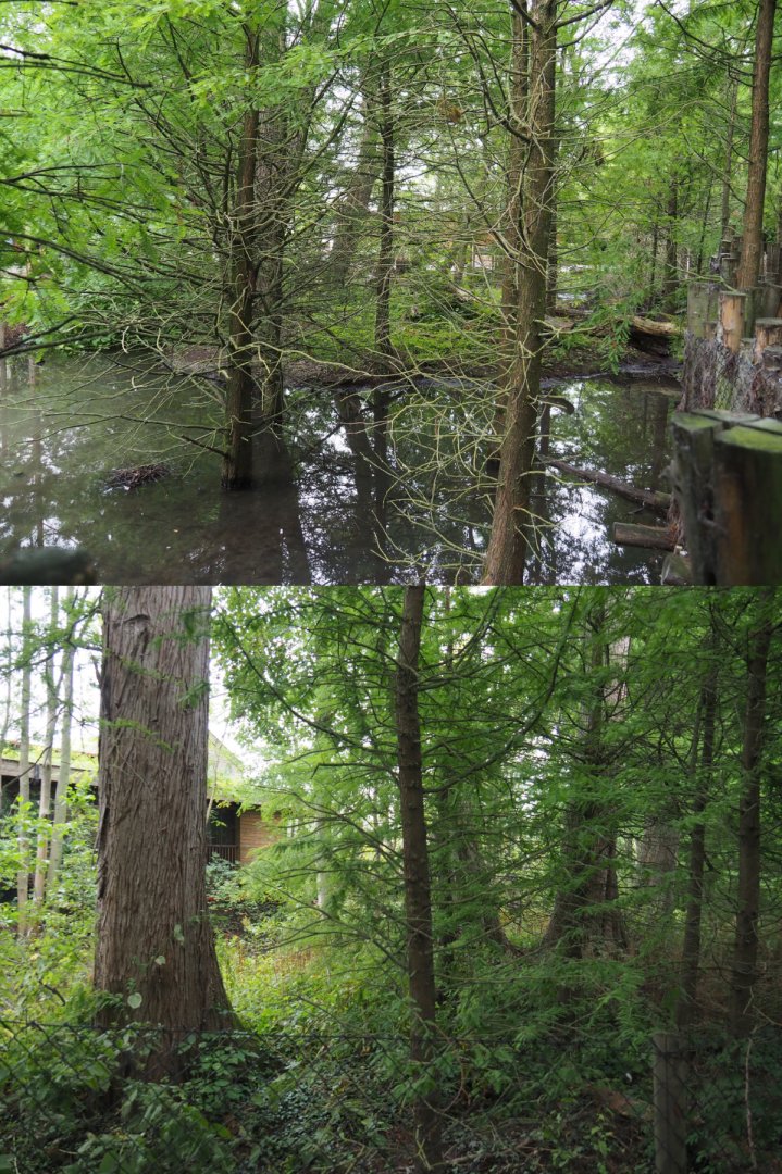 Siberian crane exhibit, 2020-09-03