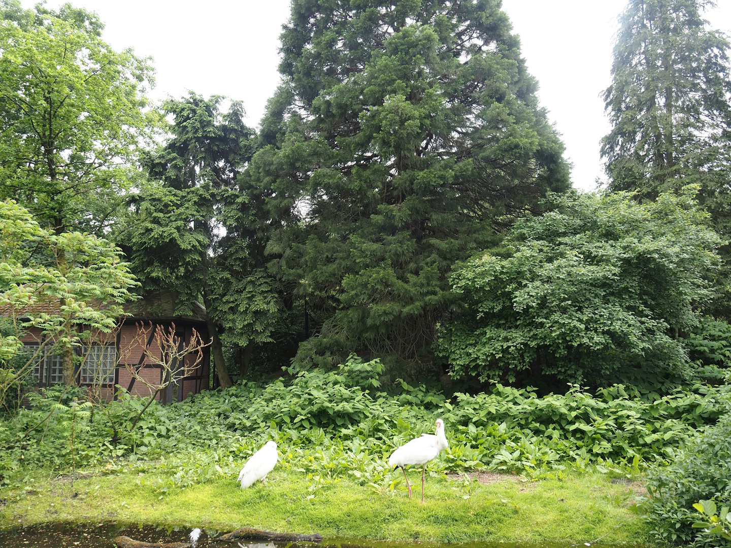 Siberian crane exhibit, 2024-05-21