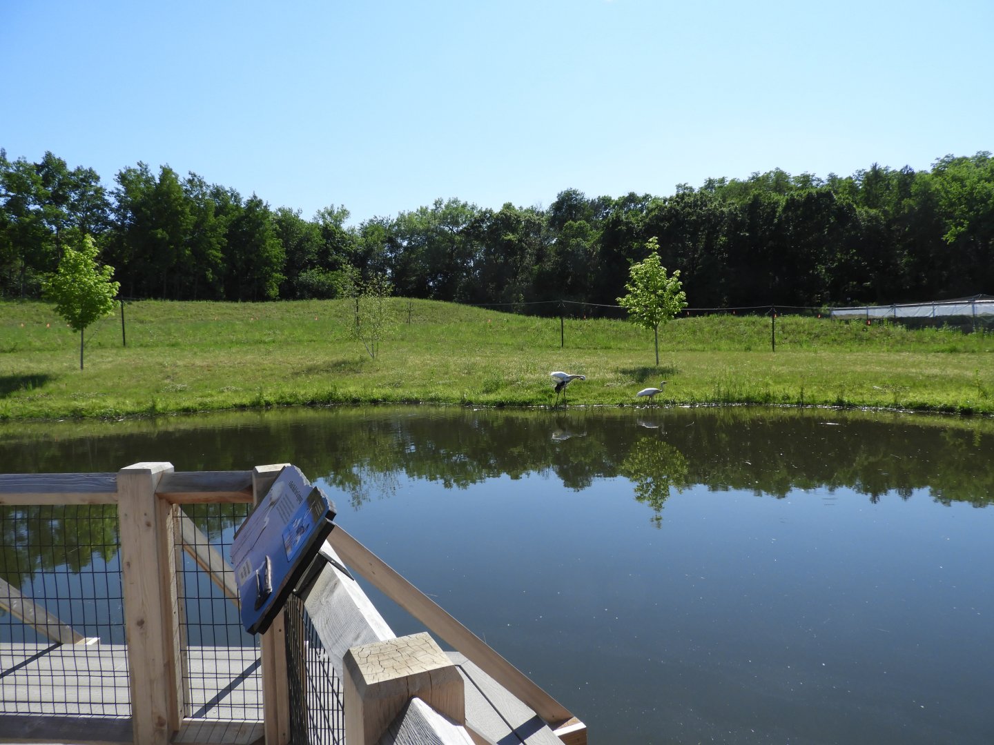 Siberian Crane exhibit - New in 2021