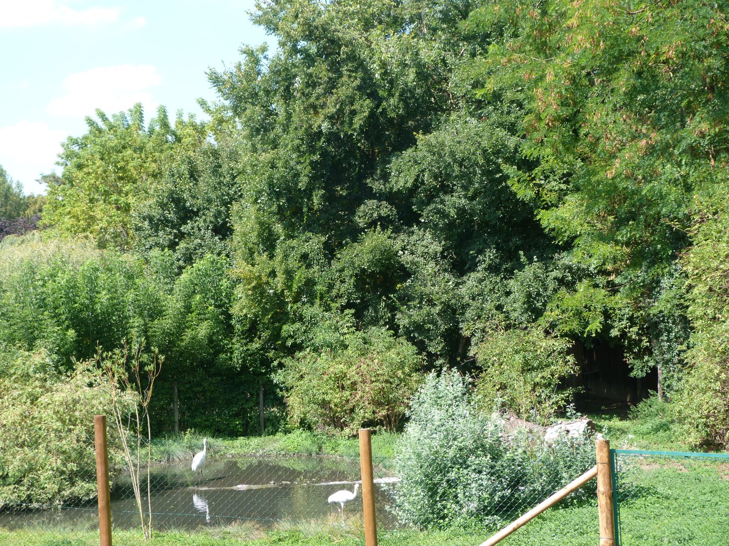 Siberian crane exhibit view -Zoo Praha (2025)
