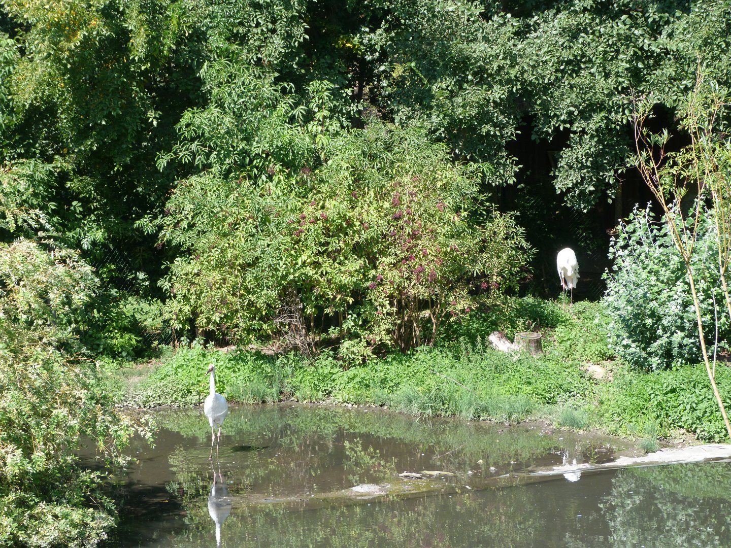 Siberian crane exhibit -Zoo Praha (2025)