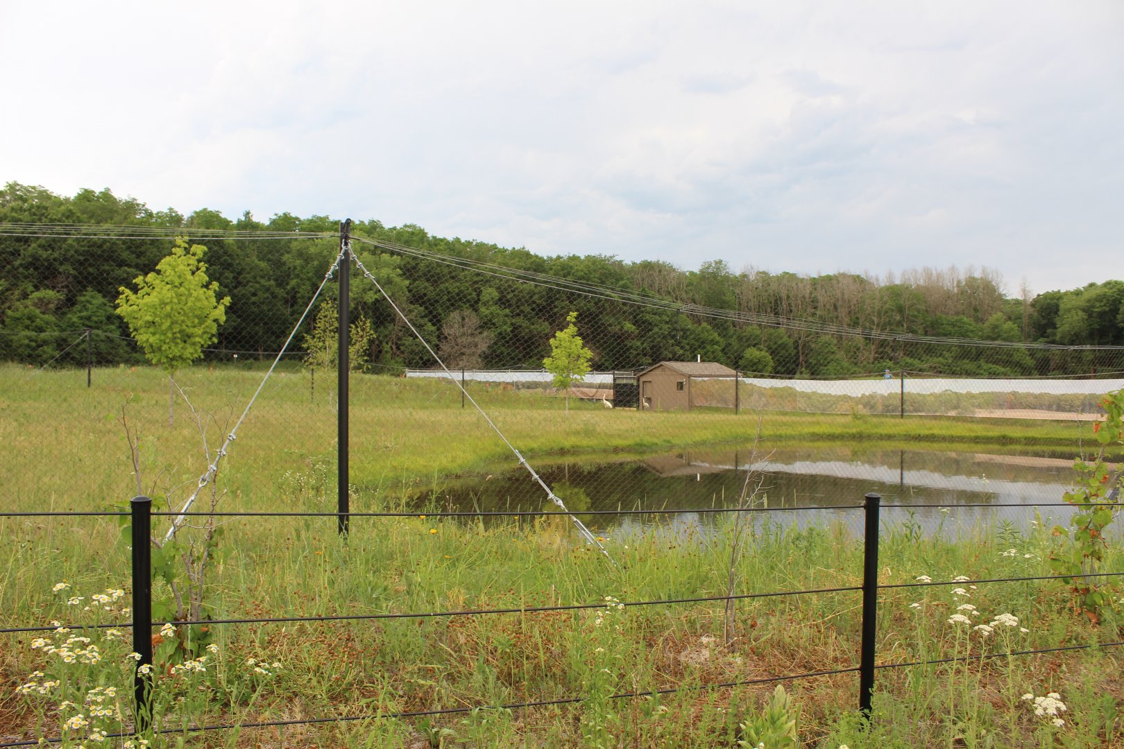Siberian Crane Exhibit