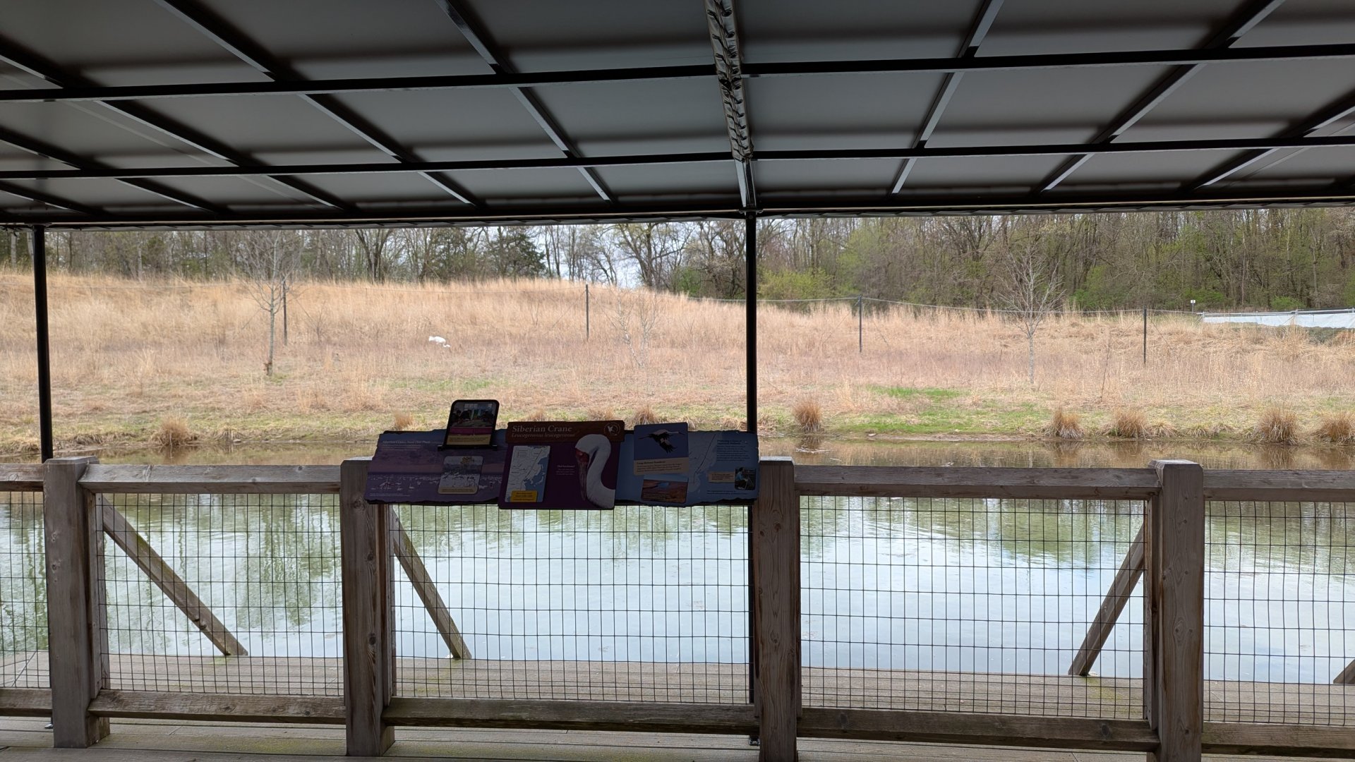 Siberian crane exhibit