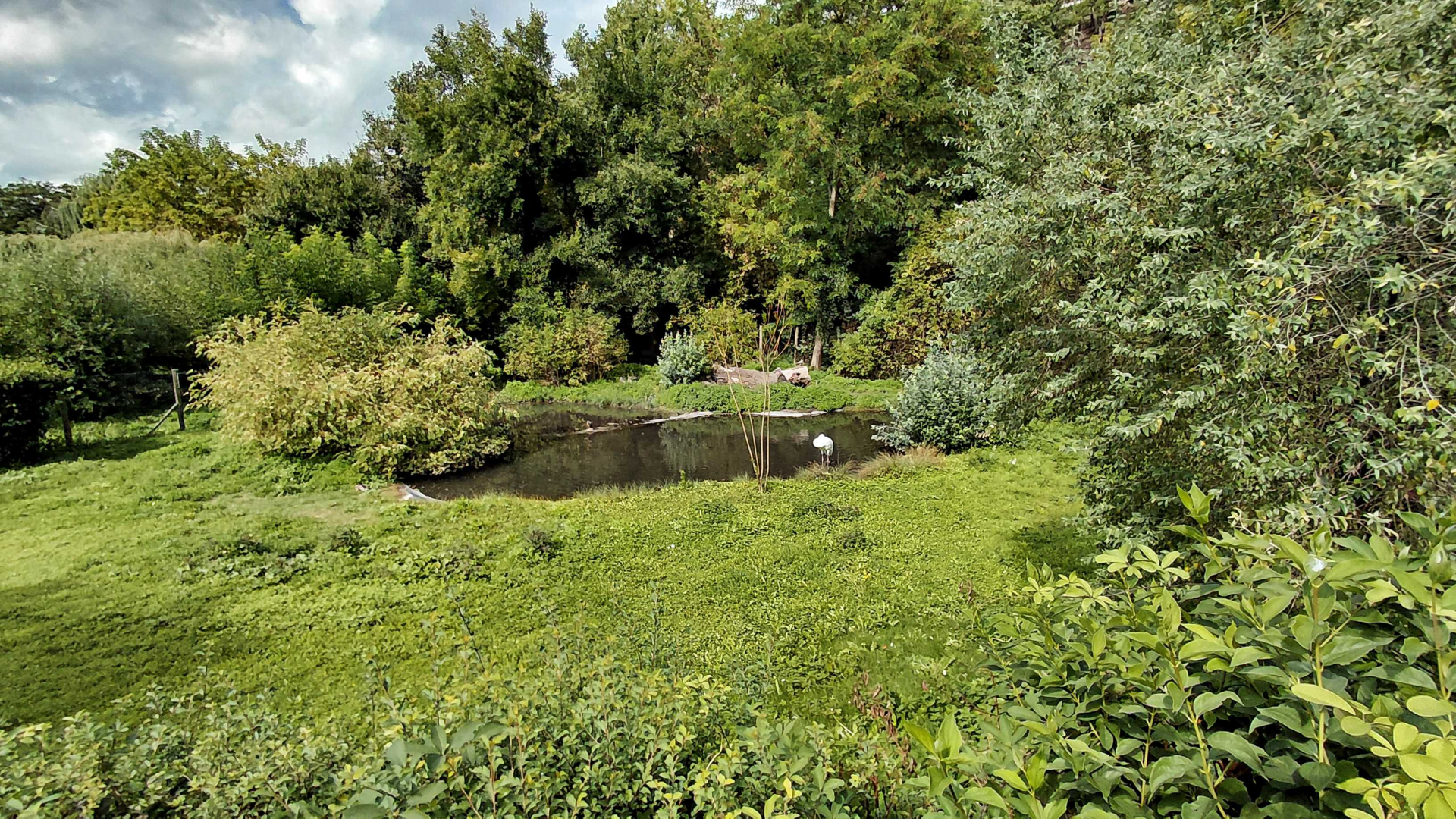 Siberian crane exhibit