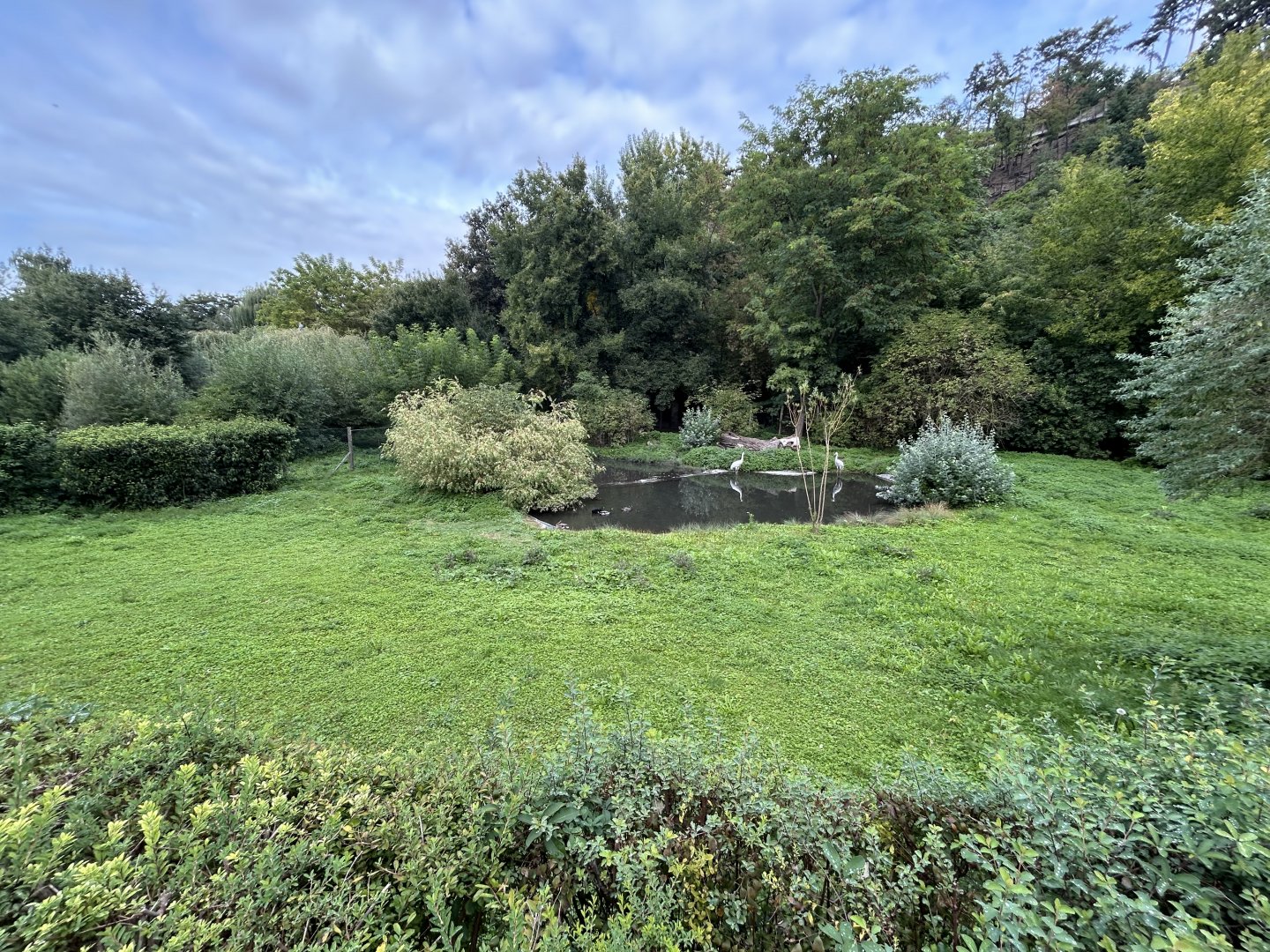 Siberian Crane Exhibit