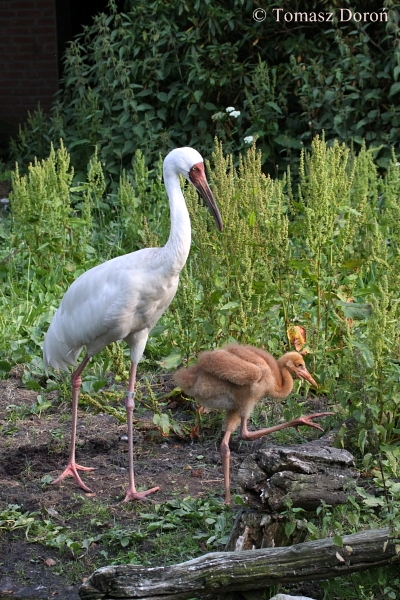 Siberian Crane (Grus leucogeranus)