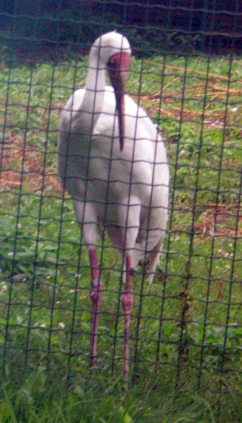 Siberian Crane (Grus leucogeranus)