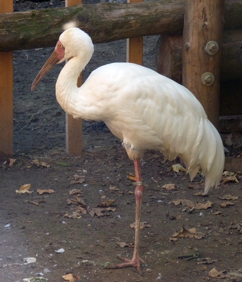 Siberian crane (Grus leucogeranus)
