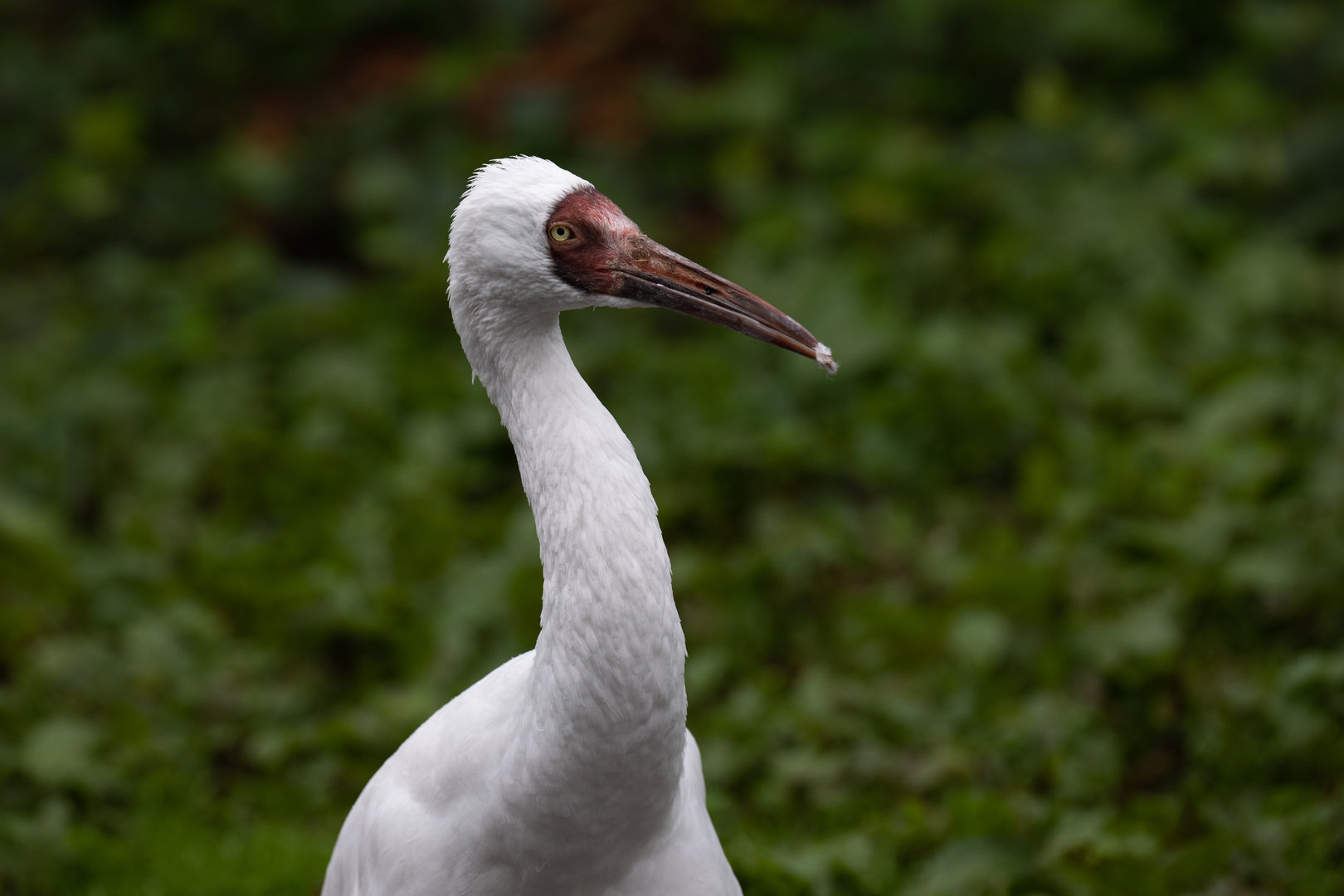 Siberian crane (Grus leucogeranus)