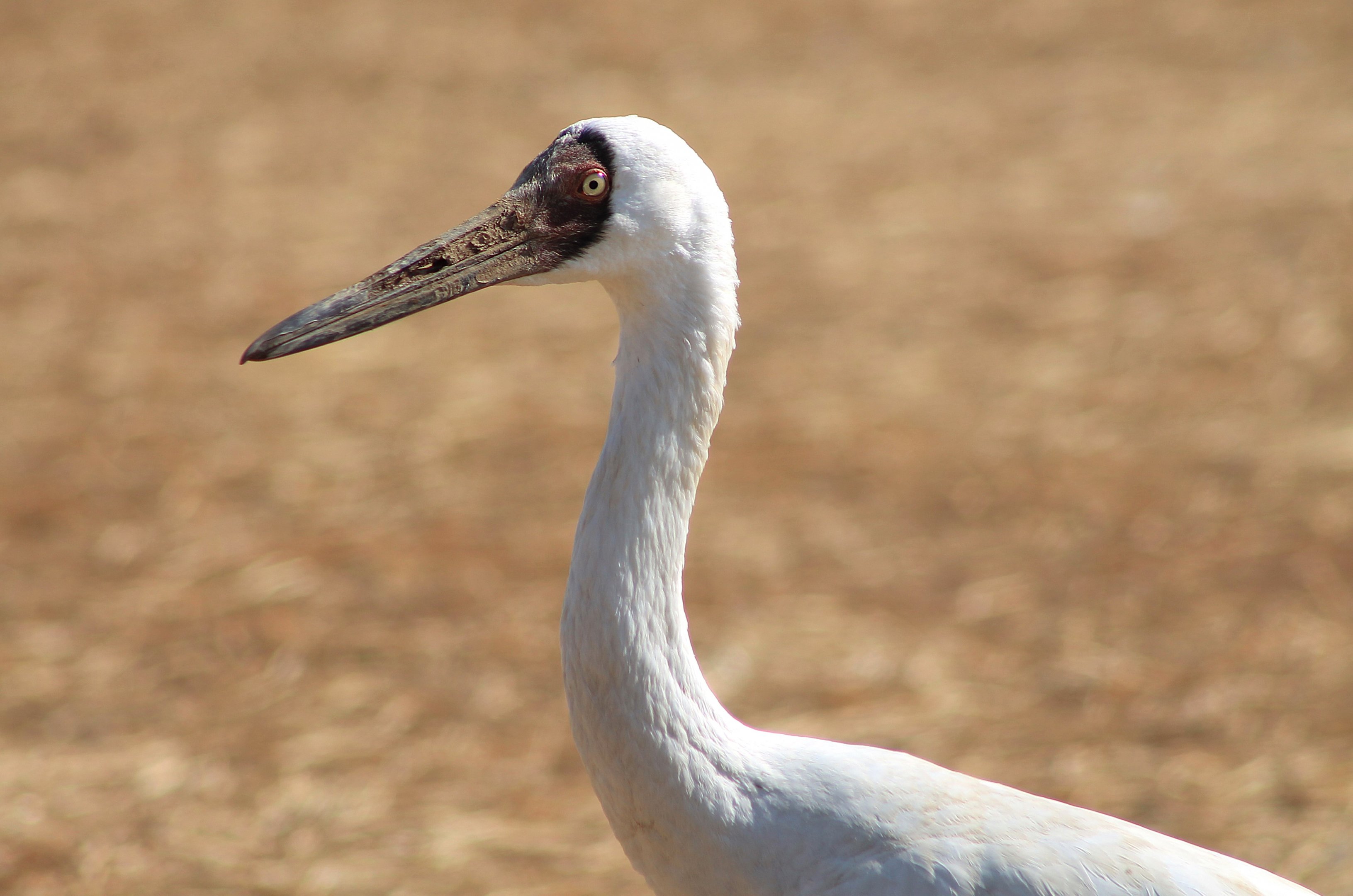 Siberian Crane (Grus leucogeranus)