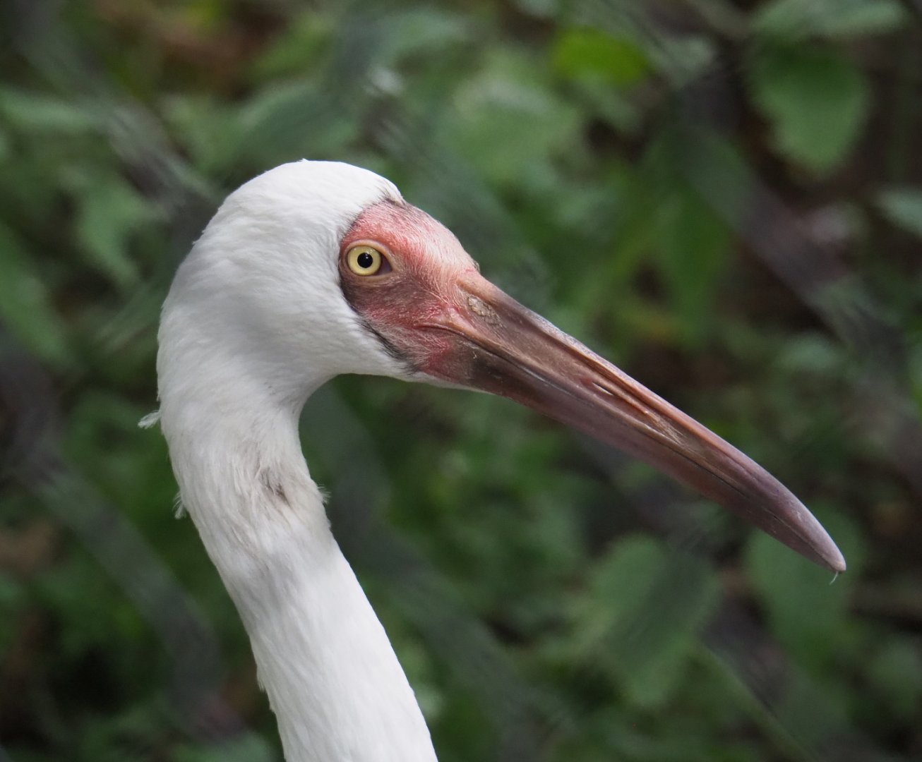 Siberian crane (Leucogeranus leucogeranus), 2020-09-03