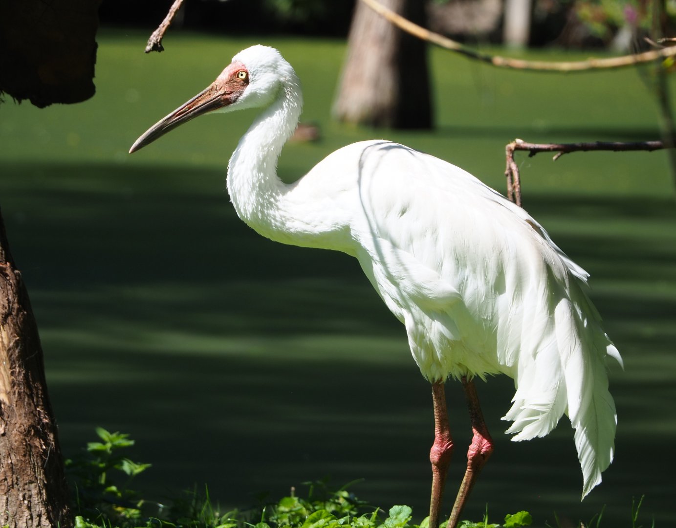 Siberian crane (Leucogeranus leucogeranus), 2022-06-28