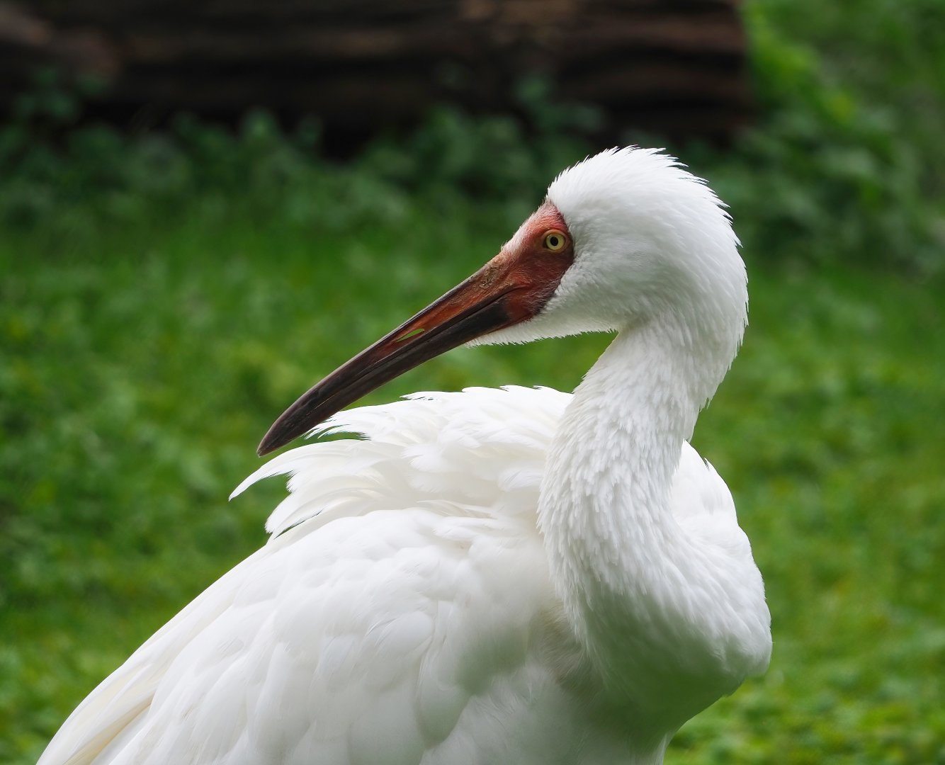 Siberian crane (Leucogeranus leucogeranus), 2023-10-13