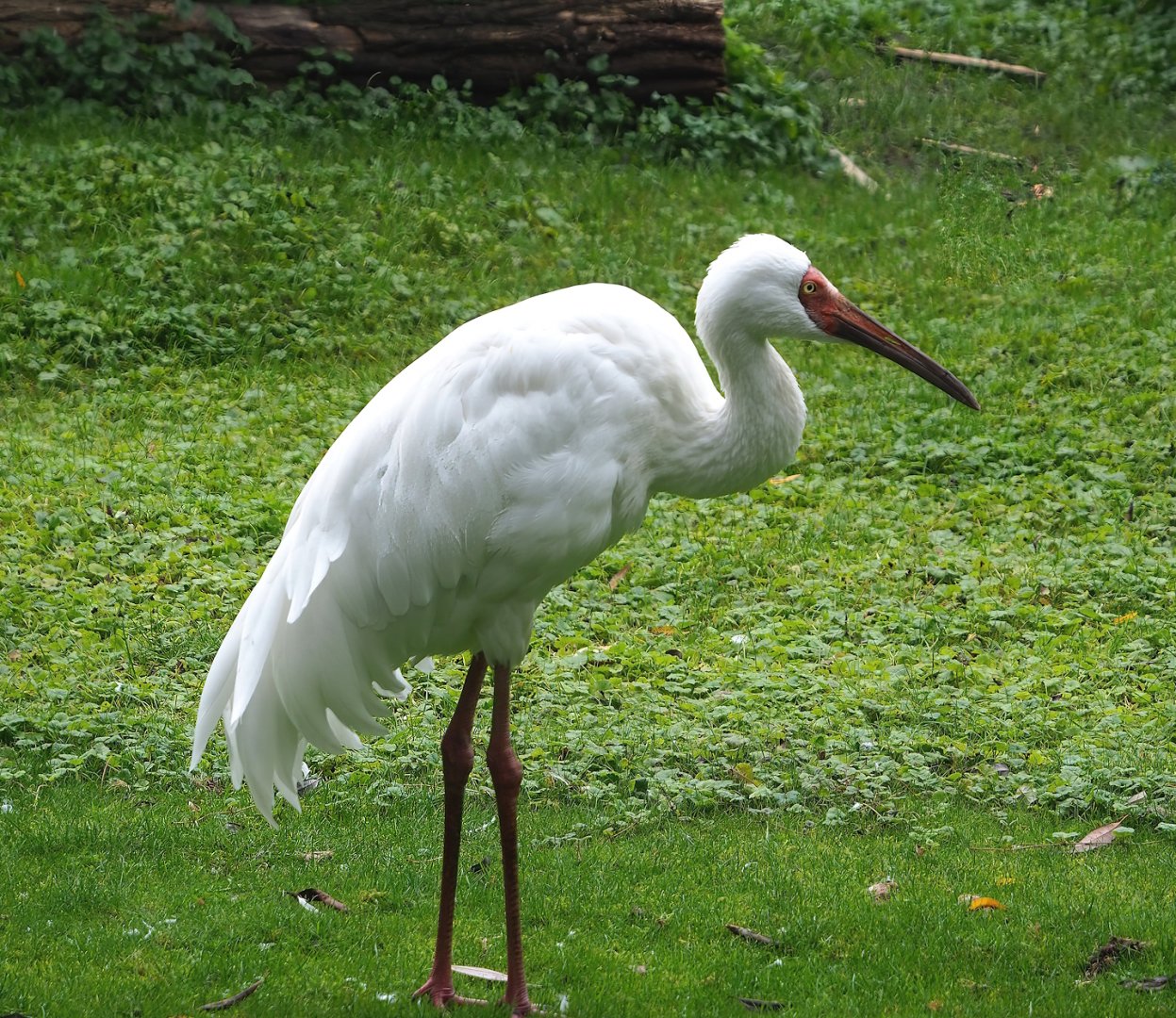 Siberian crane (Leucogeranus leucogeranus), 2023-10-13