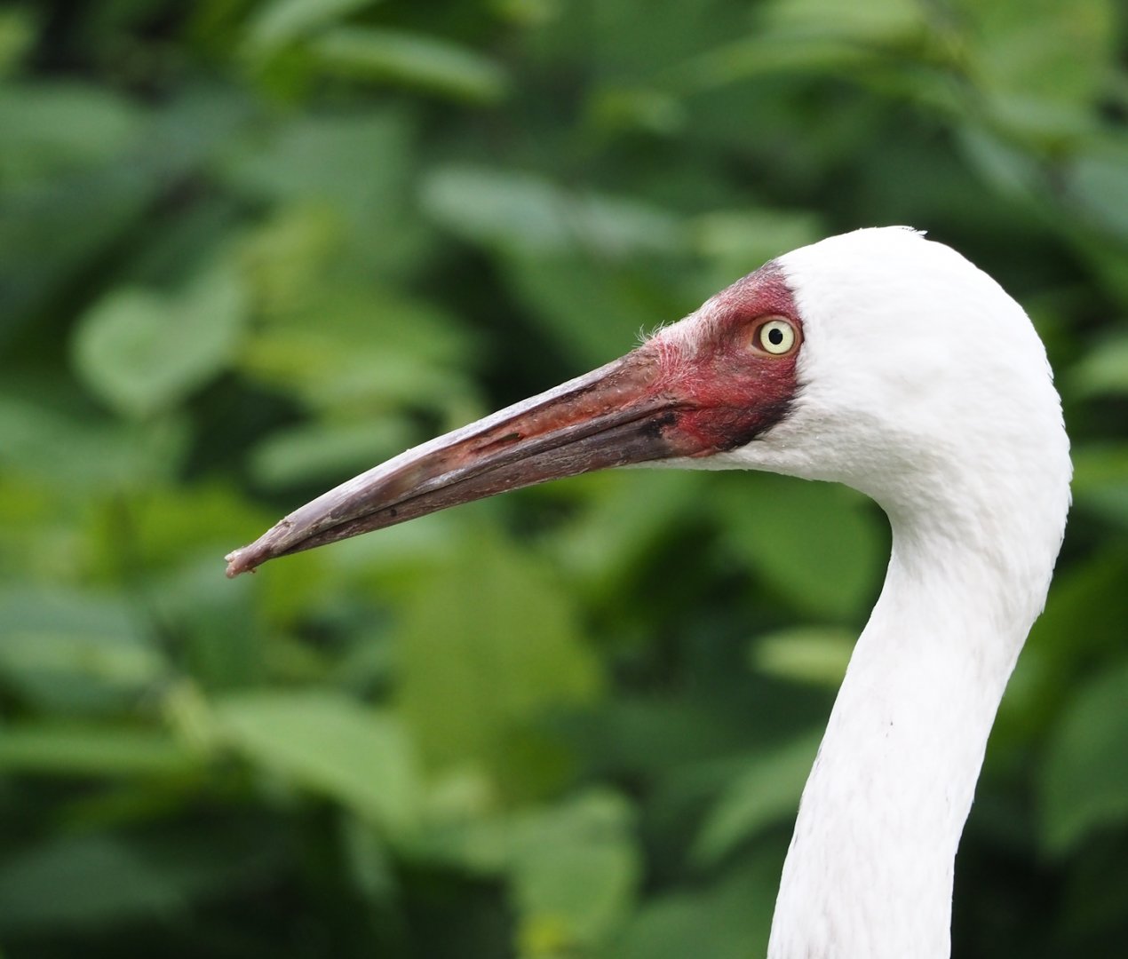 Siberian crane (Leucogeranus leucogeranus), 2024-05-23
