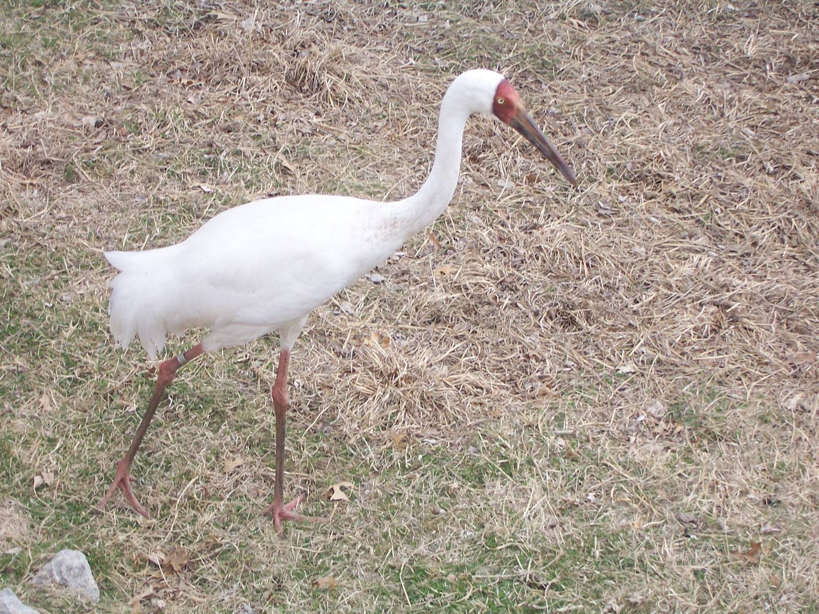 Siberian Crane (Leucogeranus leucogeranus)