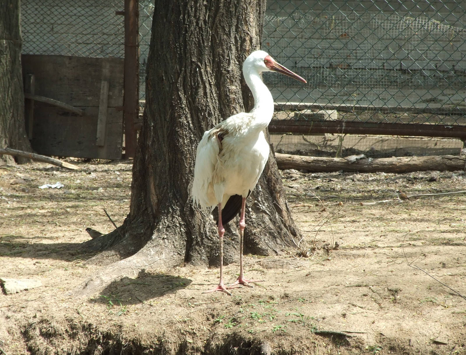 Siberian Crane (Leucogeranus leucogeranus)