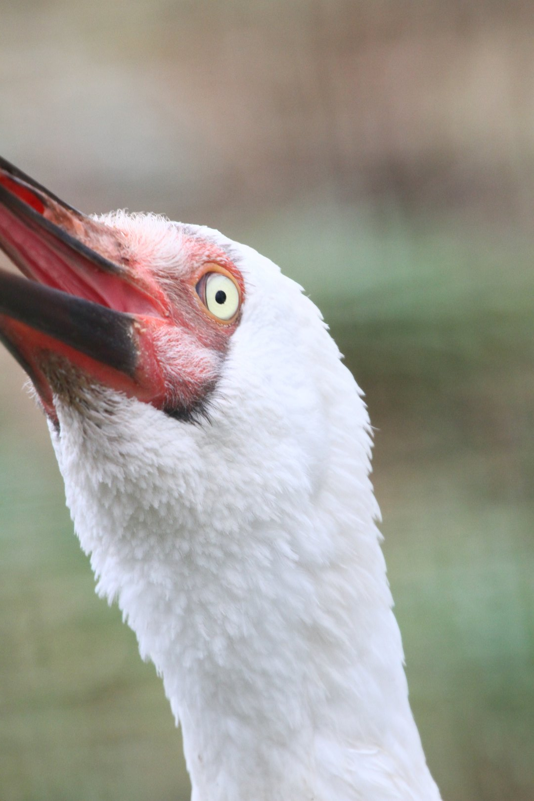 Siberian crane (Leucogeranus leucogeranus)