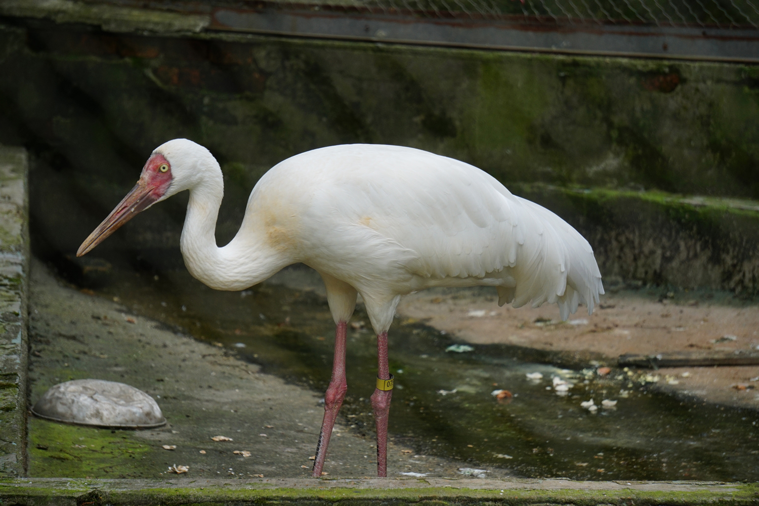 Siberian crane (Leucogeranus leucogeranus)